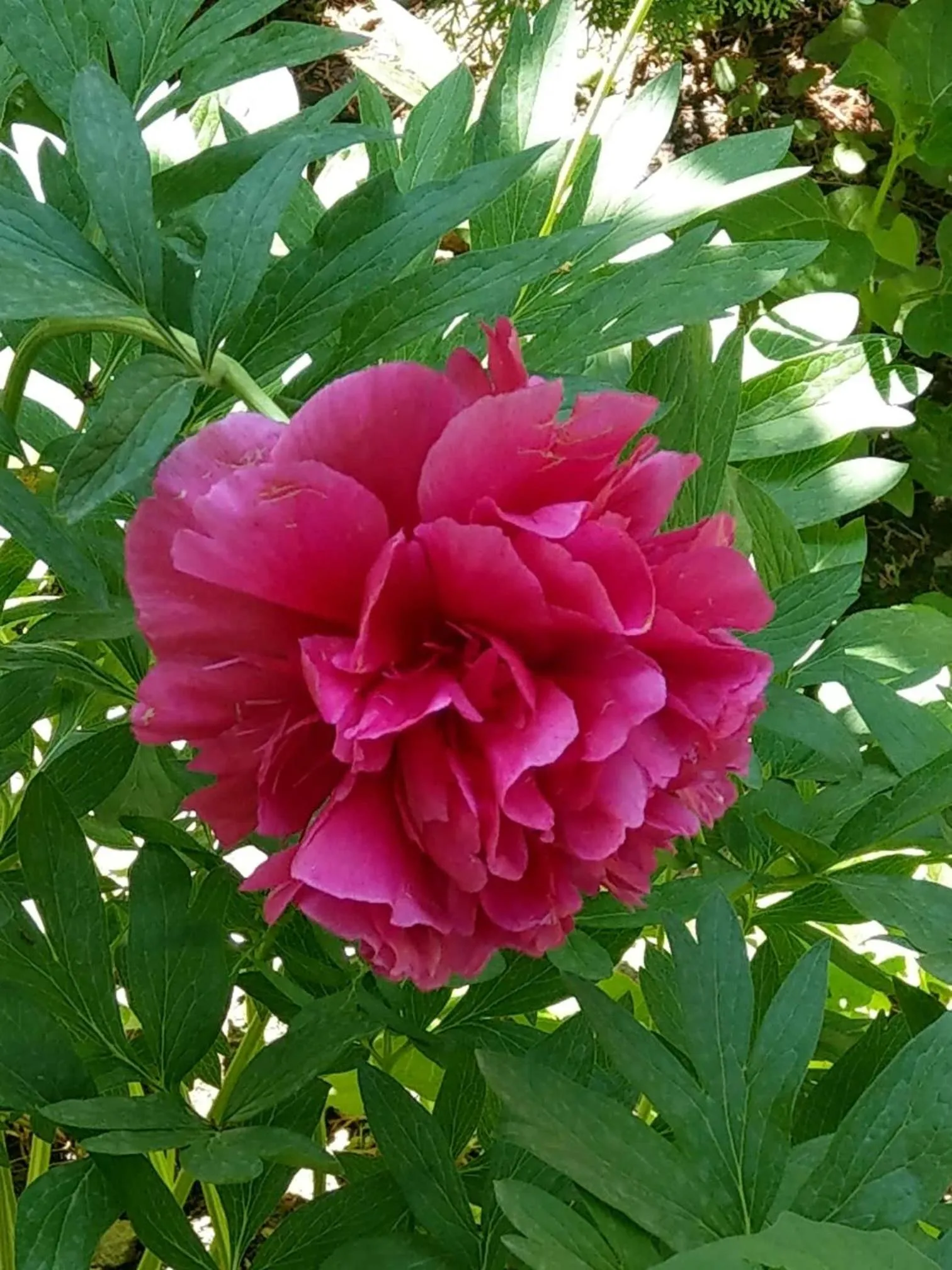 Li Yes Yerevan hotel