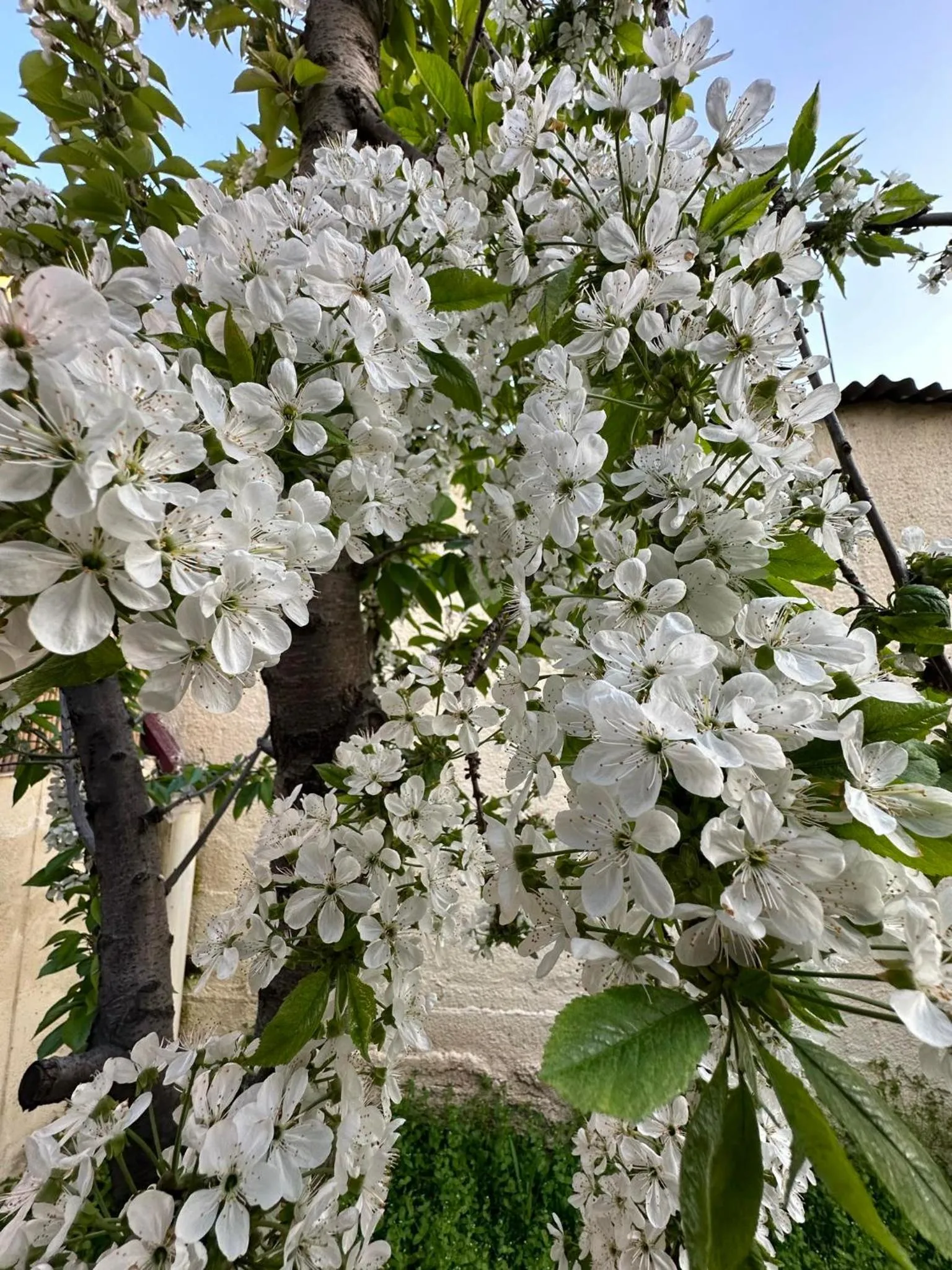 Li Yes Yerevan hotel