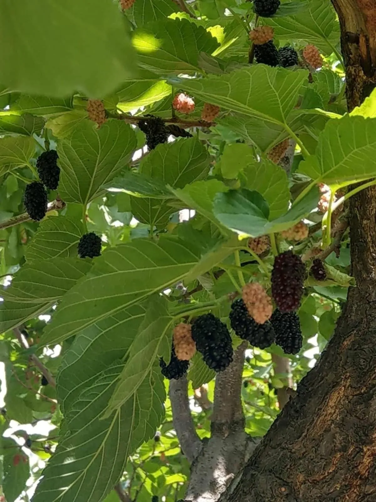 Li Yes Yerevan hotel