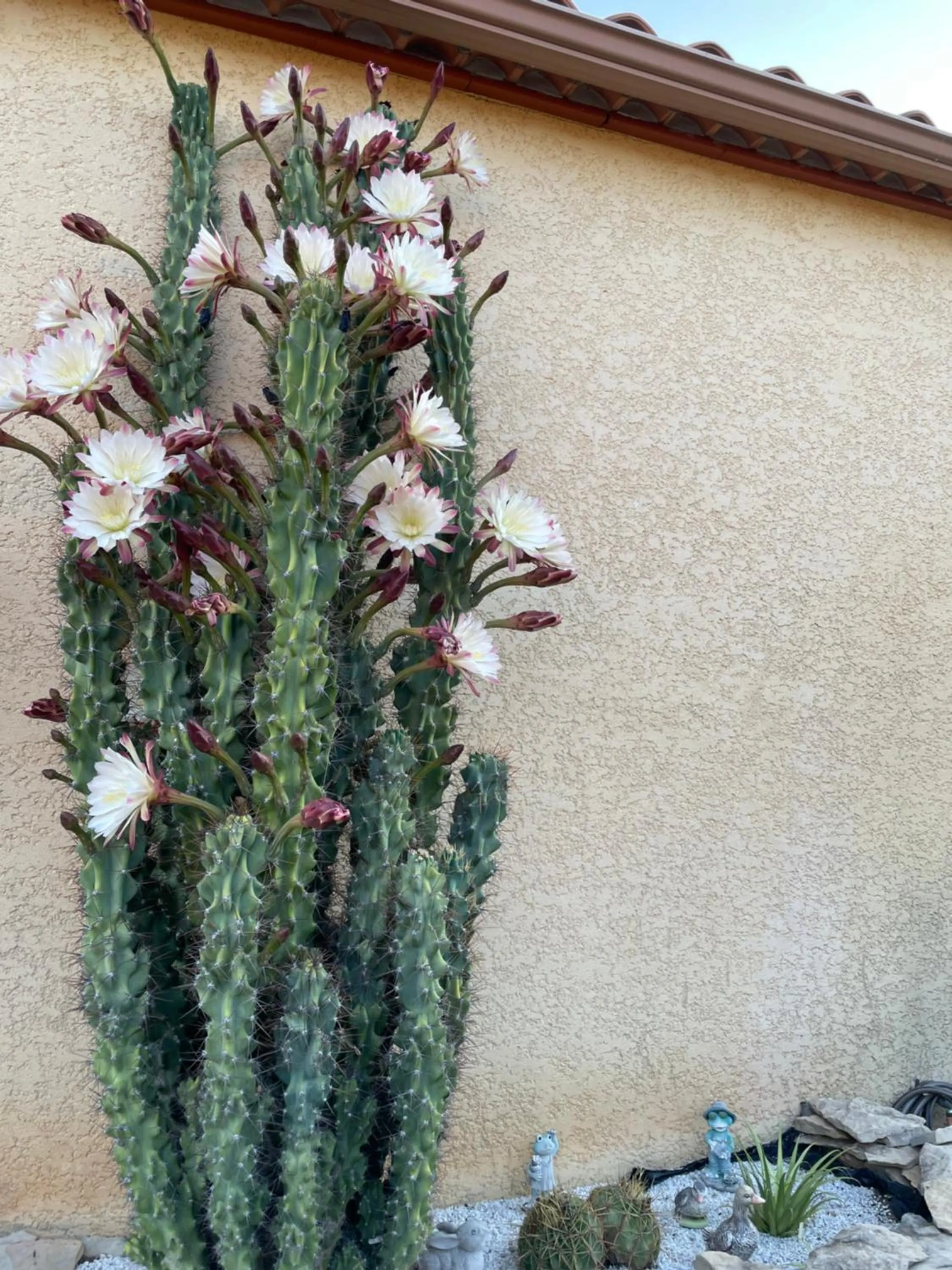 Garden view in Chambre avec charme