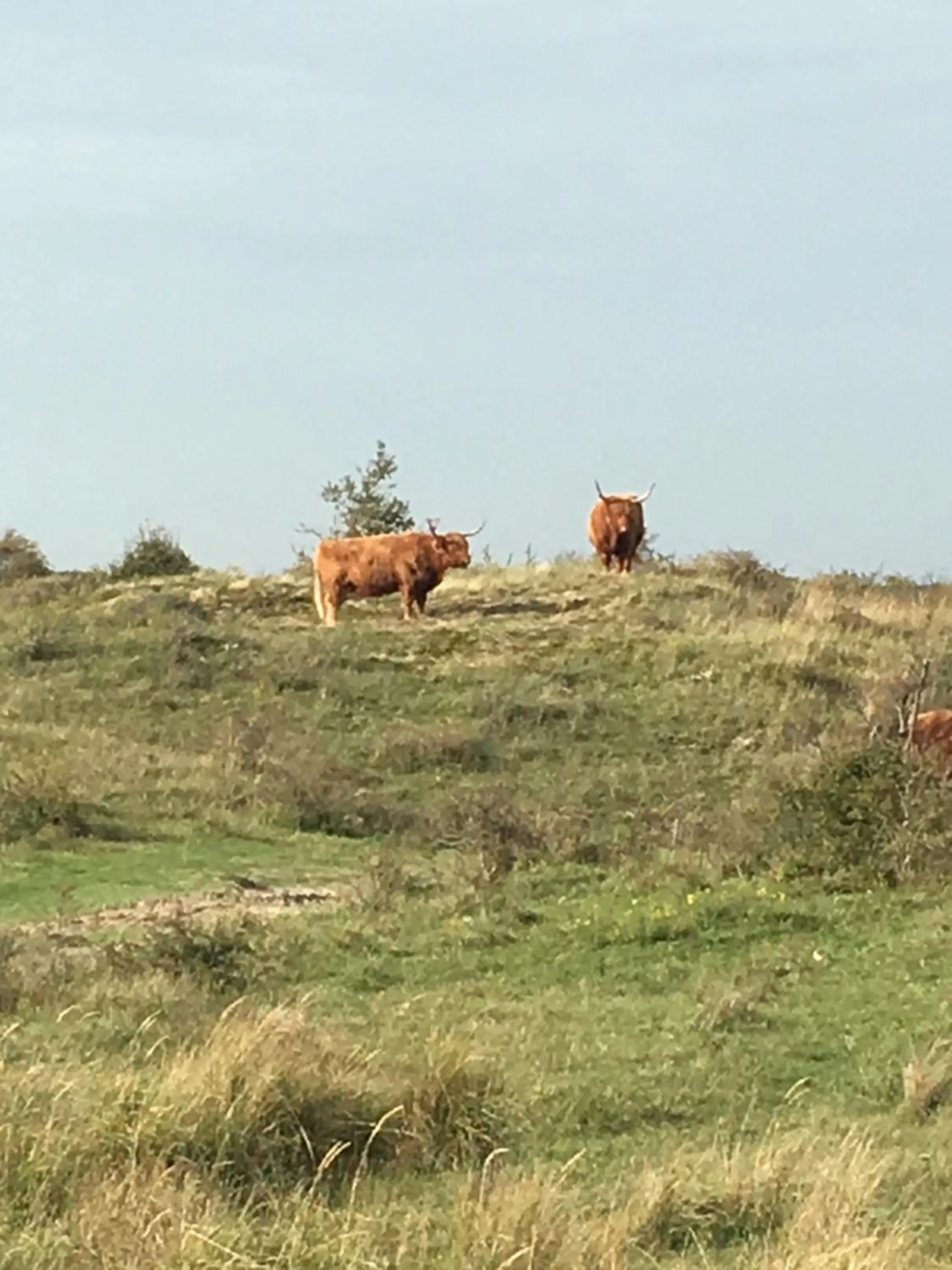 Natural landscape in Oostvoornsch Gastenverblijf