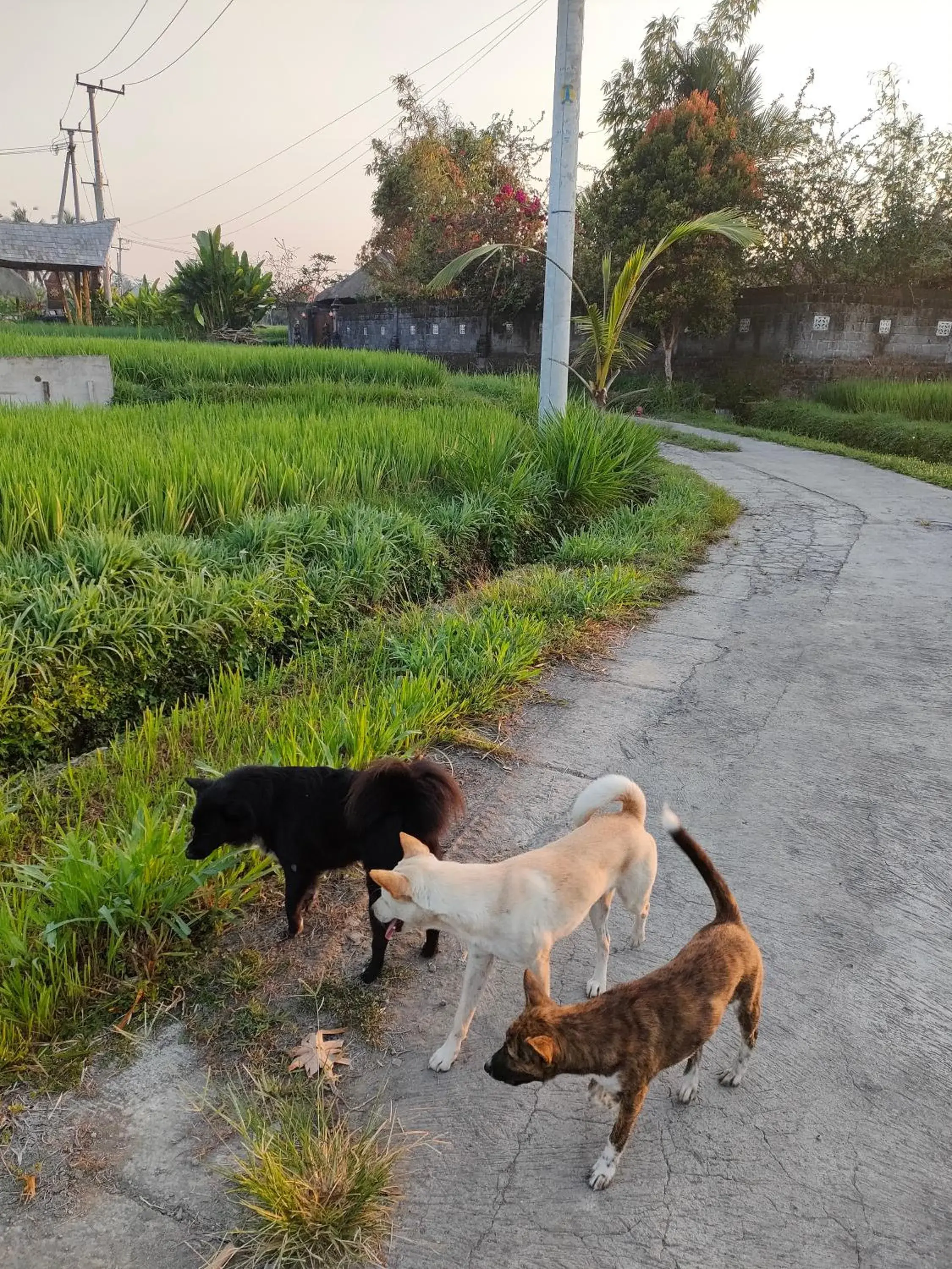 Property building in Kayangan Villa Ubud Property building in Kayangan Villa Ubud