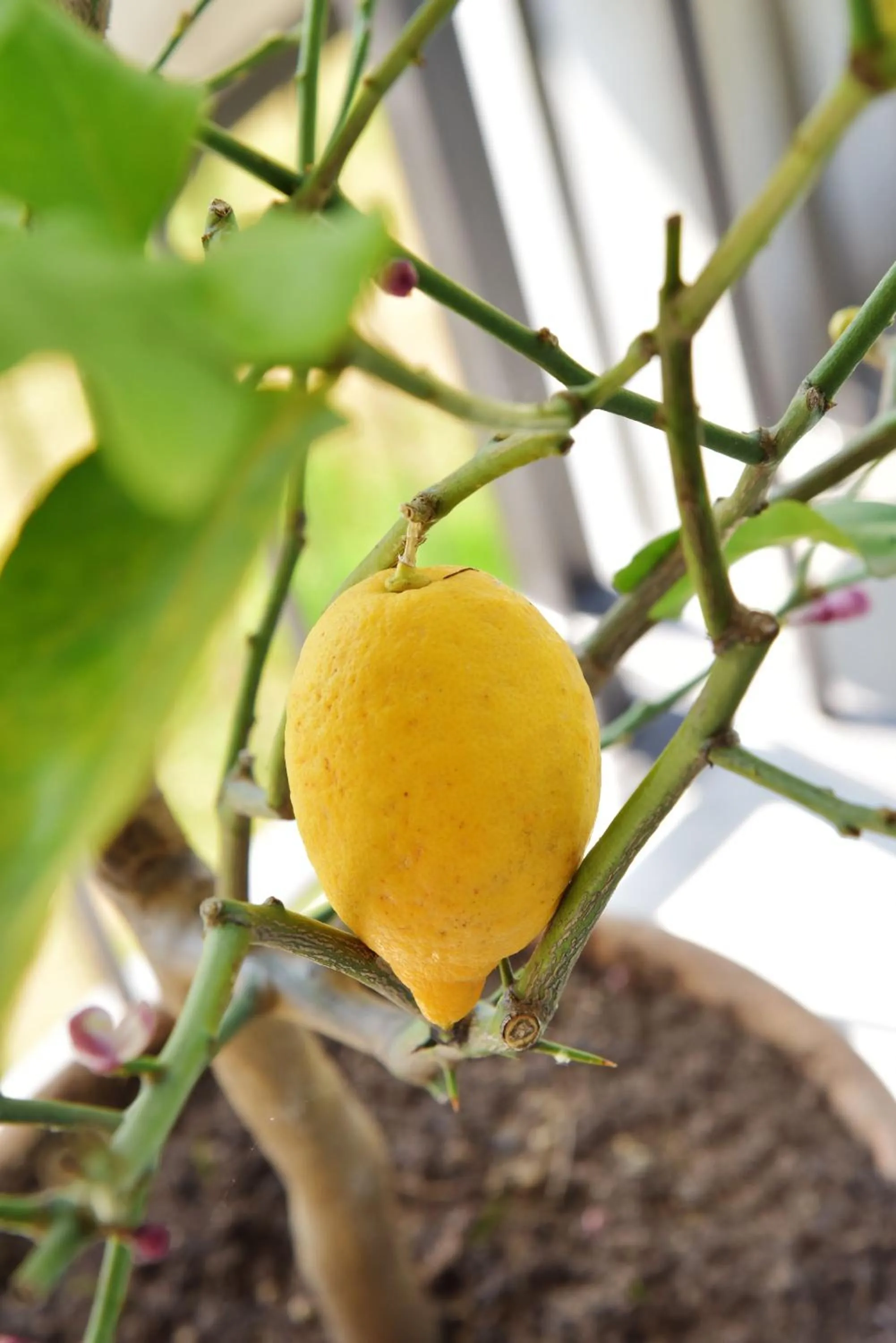 Decorative detail in Bed & Breakfast IL PAJO