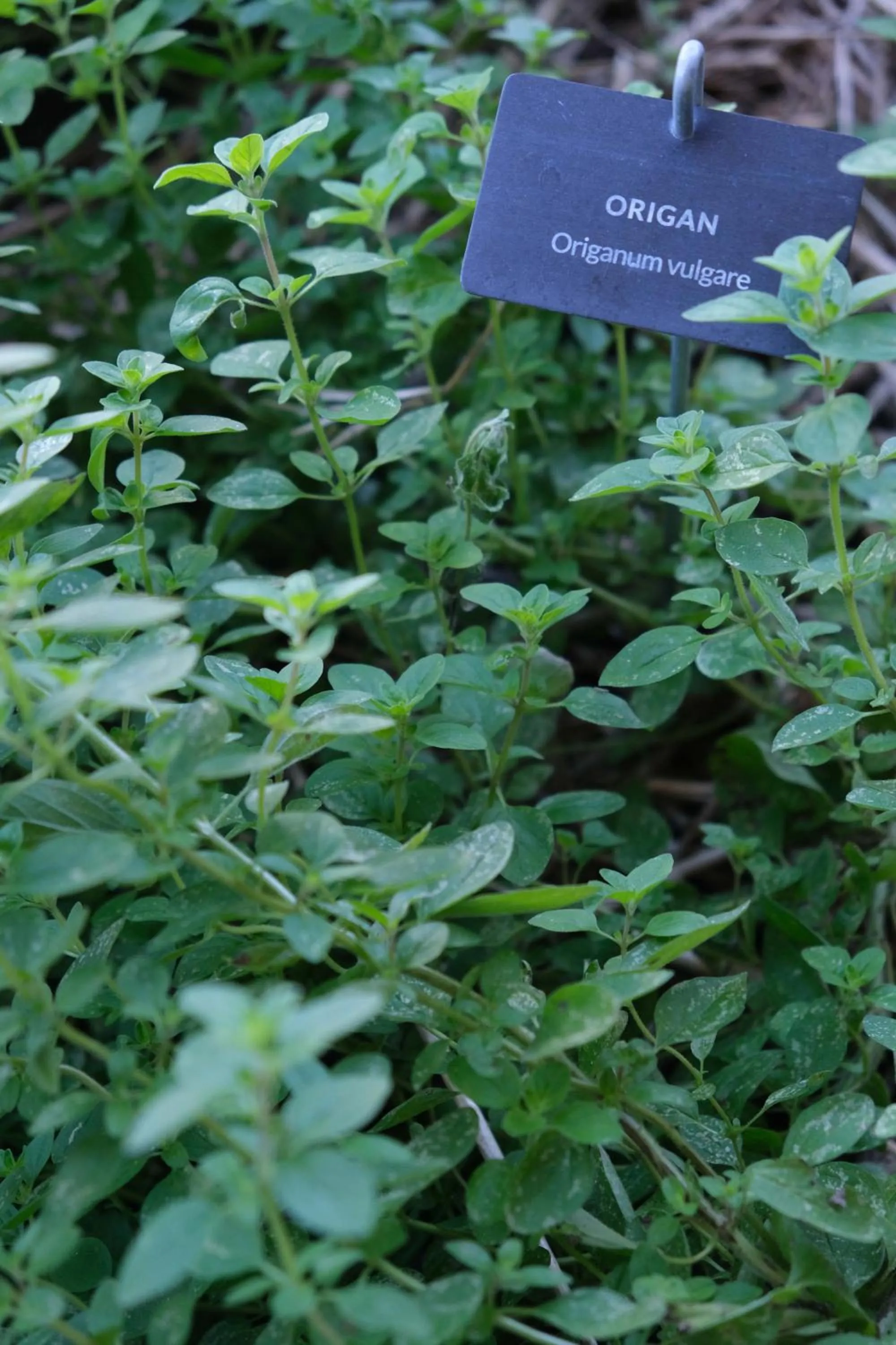 Garden in Eklo Hotels Bordeaux Centre Bastide