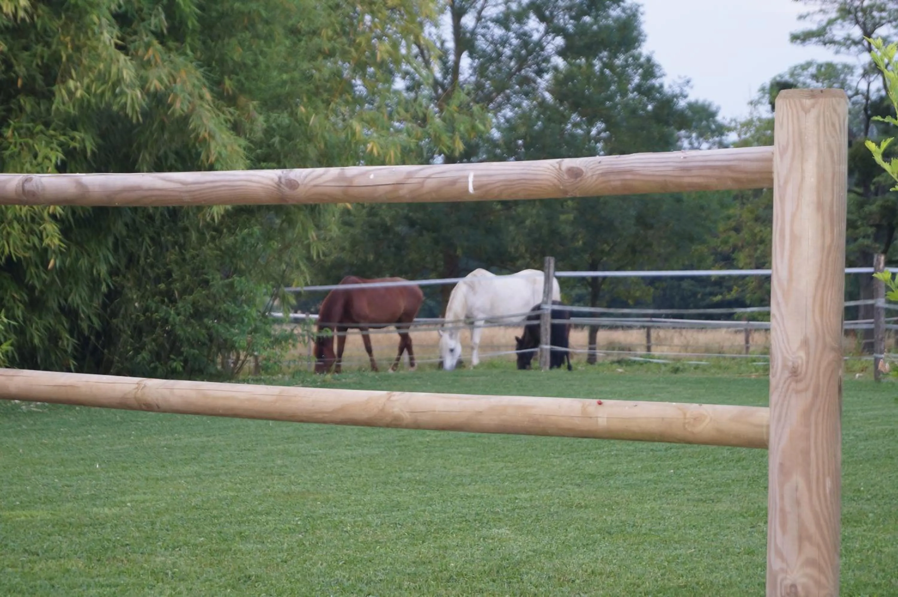 Pets in Chambre d'Hôtes Familiale la Jument Grise
