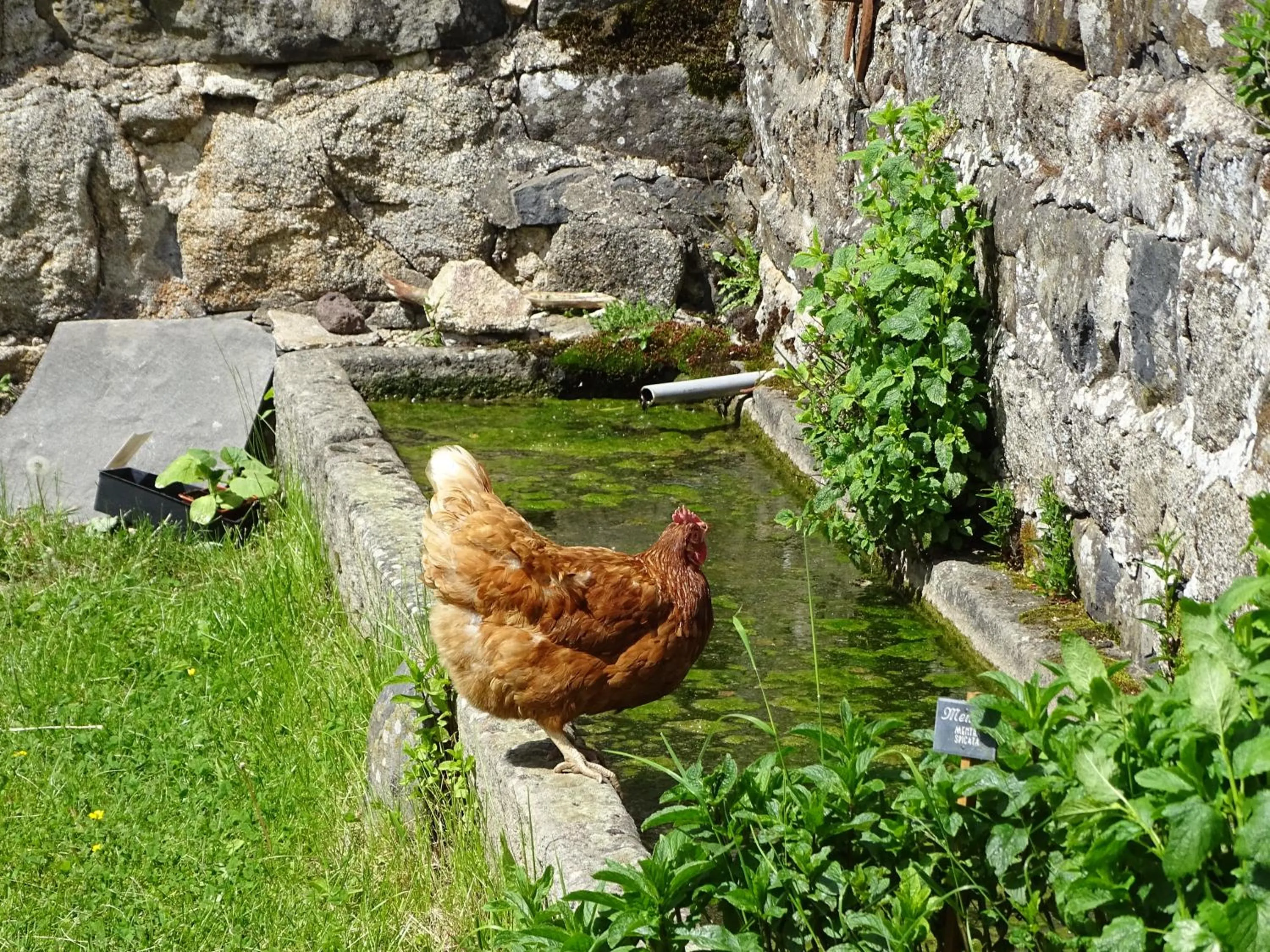 Garden in La Ferme de Madelonnet