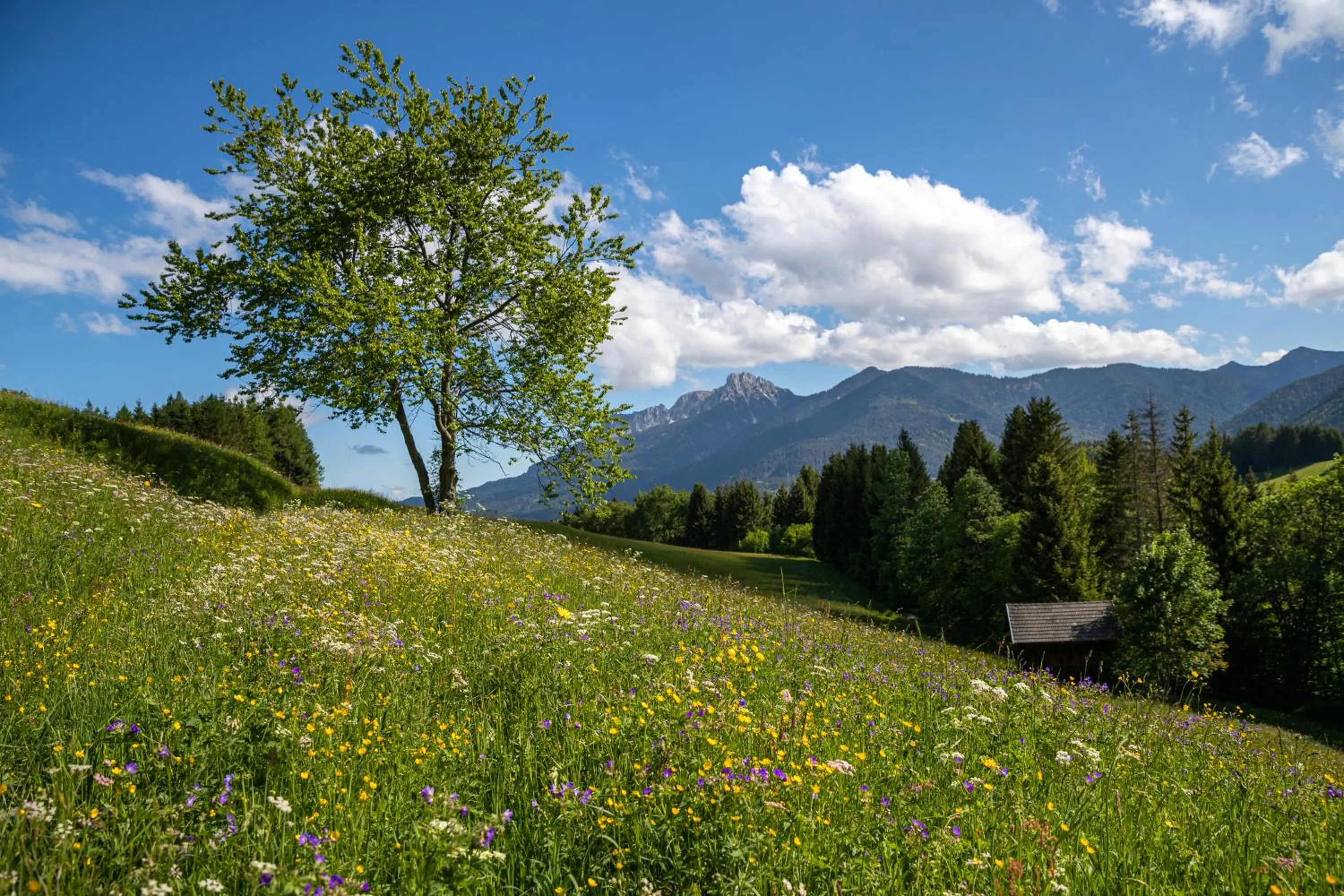 Natural landscape in Hotel Krone Tirol