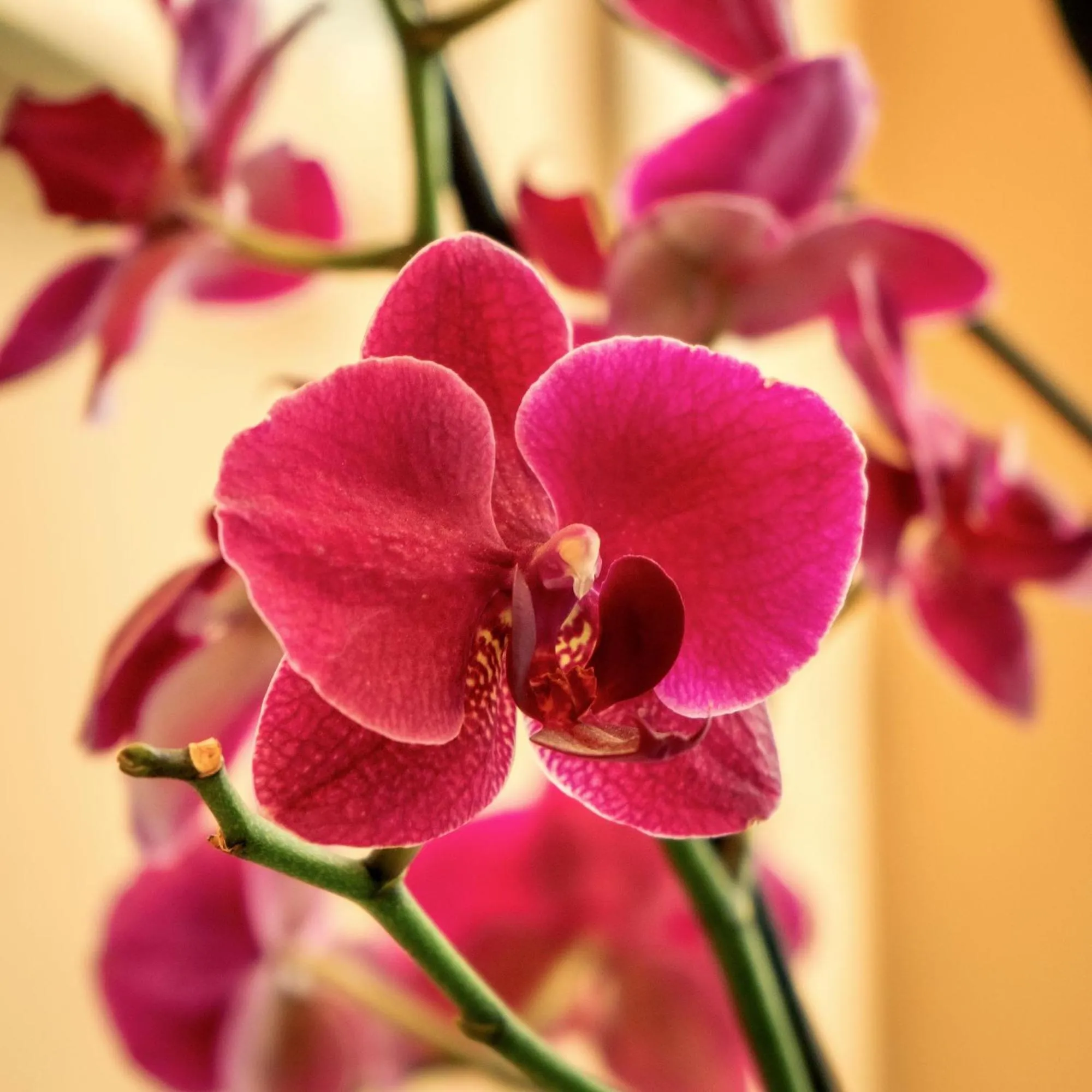 Decorative detail in Hotel City Bog Corferias
