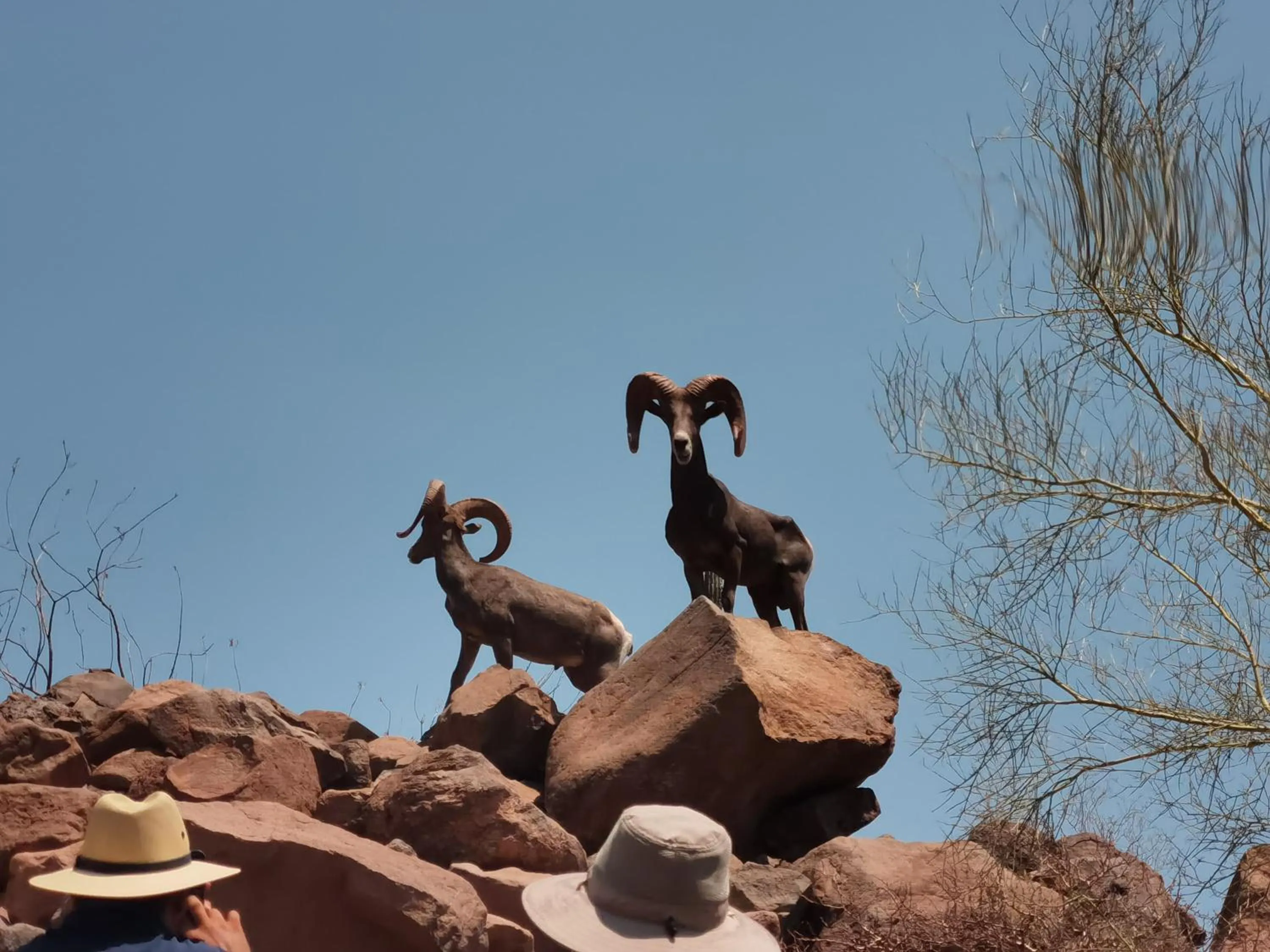 Animals in Los Vientos Hotel
