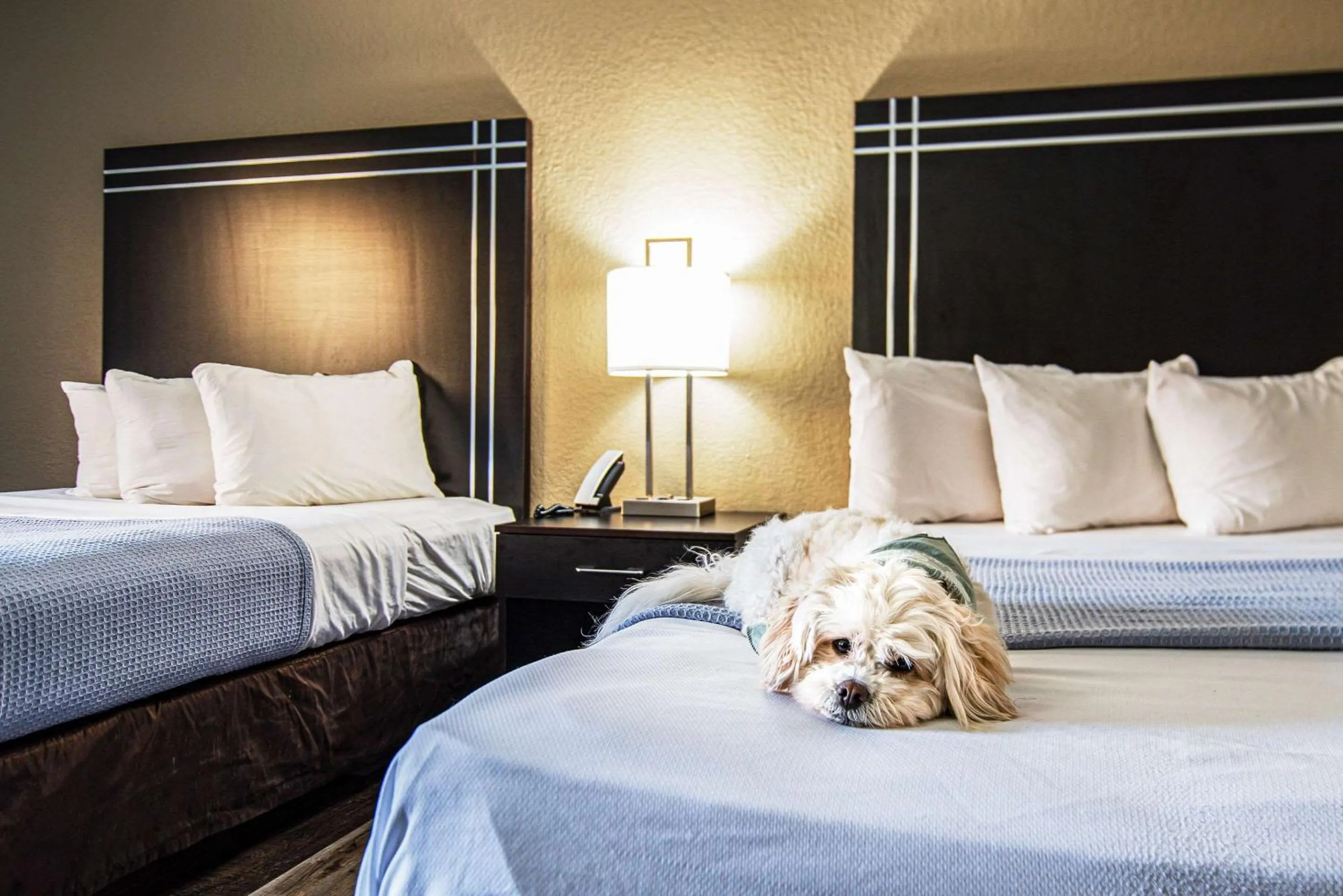 Bedroom, Bed in Econo Lodge Cleveland Southeast - Kent