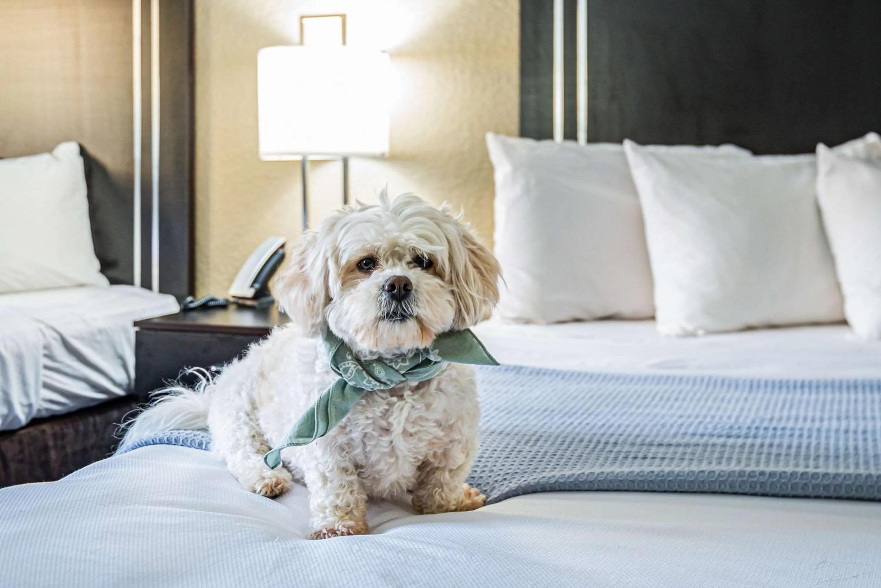 Bedroom, Bed in Econo Lodge Cleveland Southeast - Kent