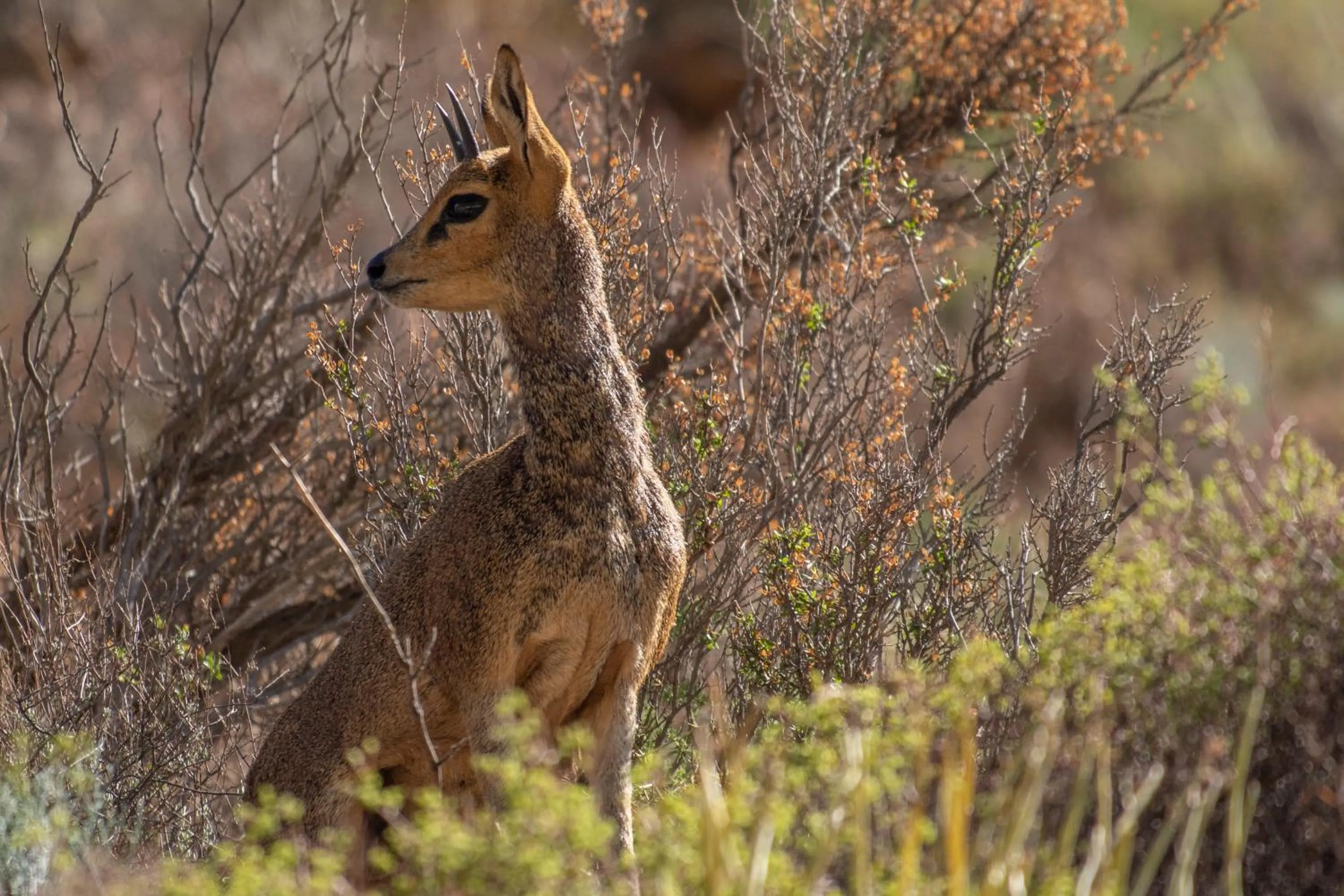 Bosch Luys Kloof Nature Reserve
