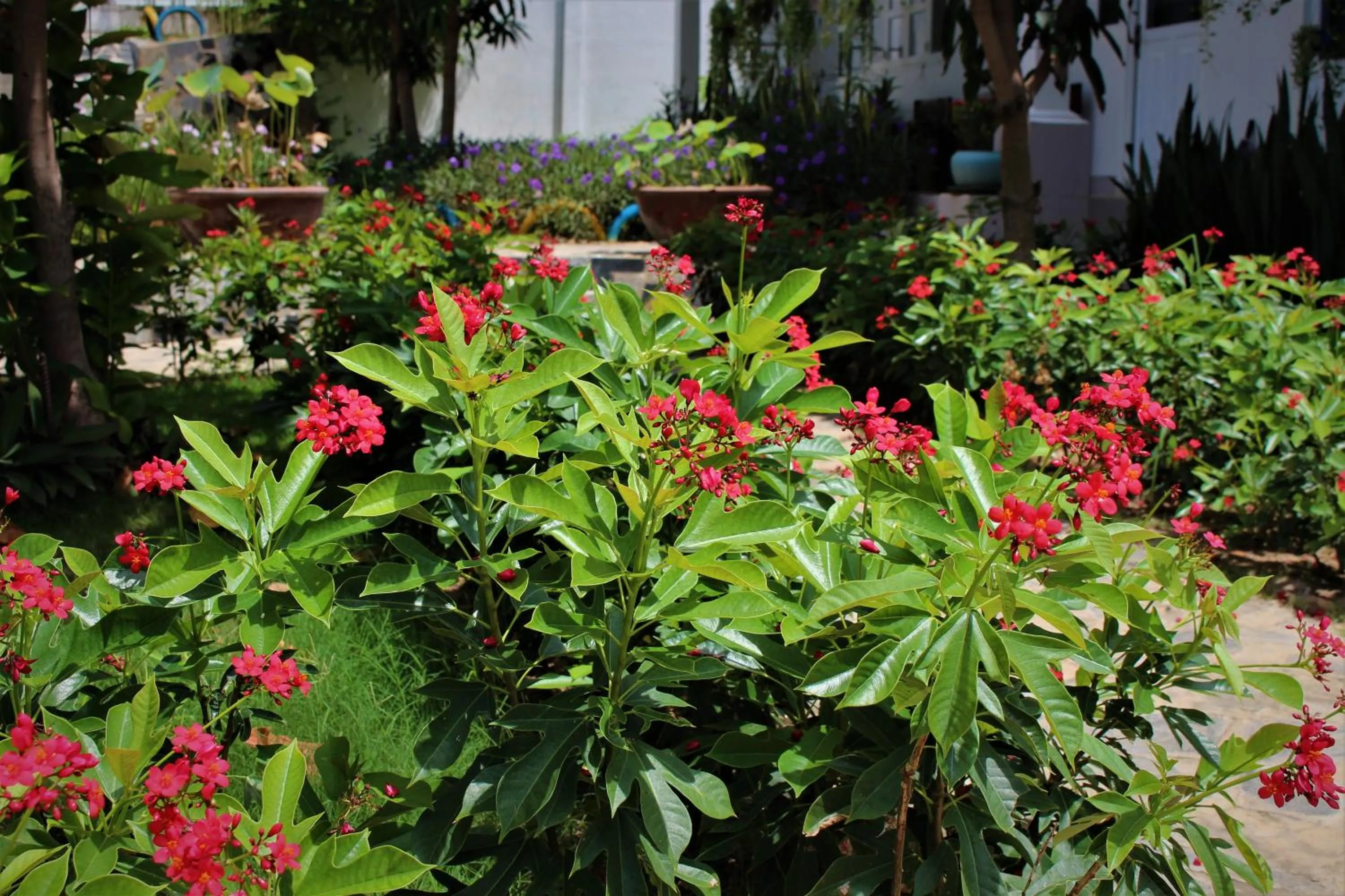 Đồi Dừa Homestay