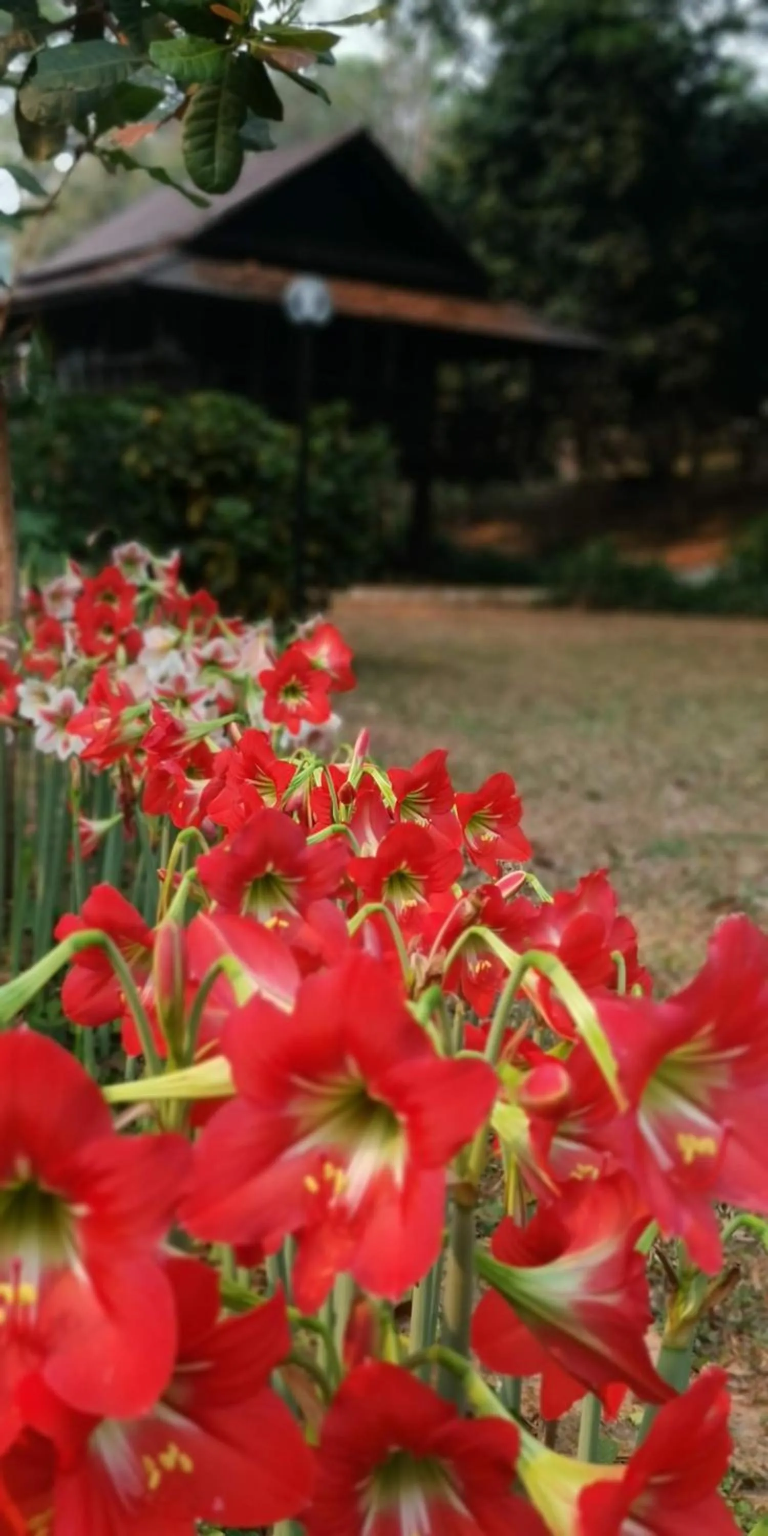 Property building in Villa Darakorn Hill Country House