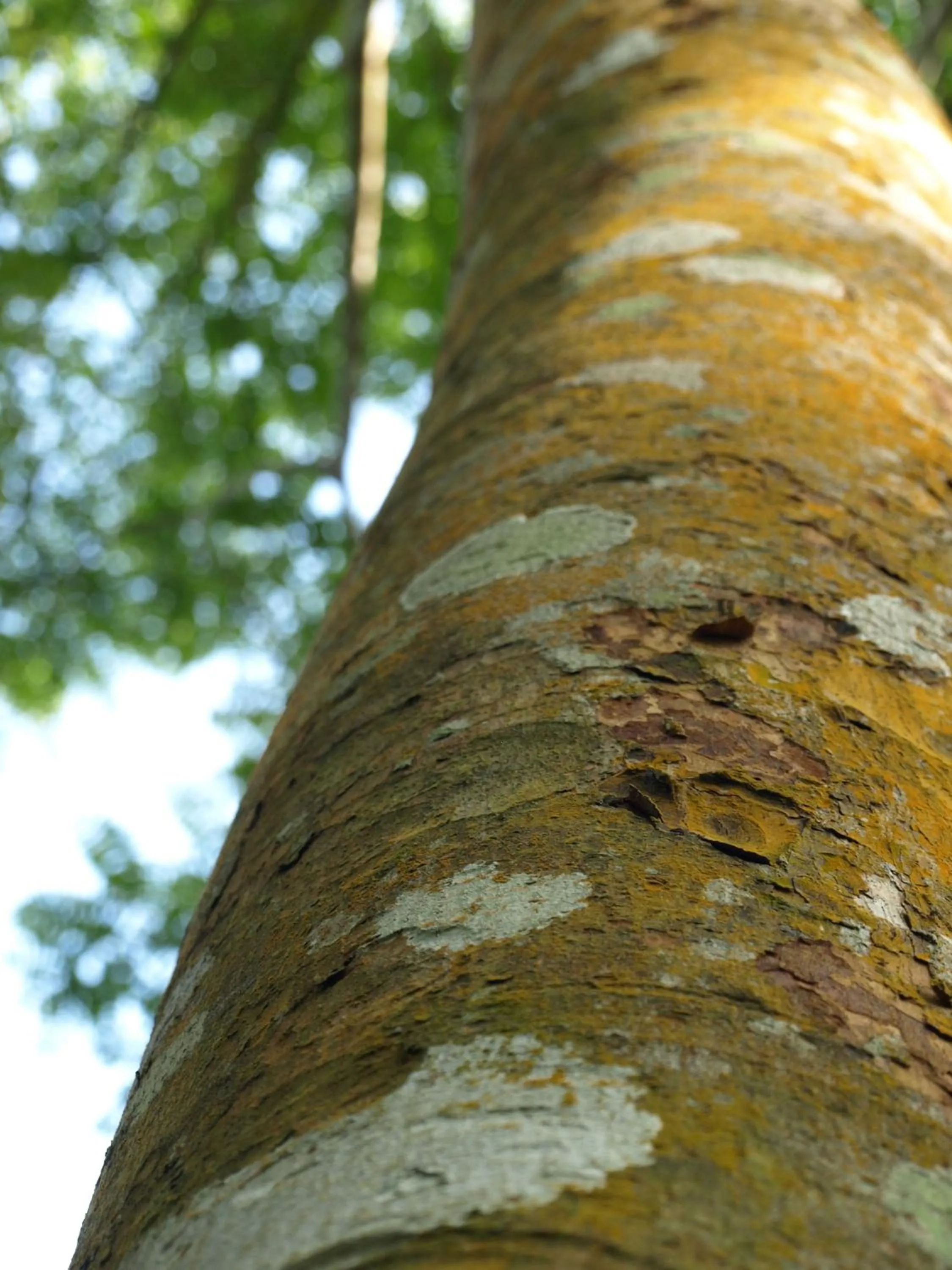 Garden in Villa Darakorn Hill Country House