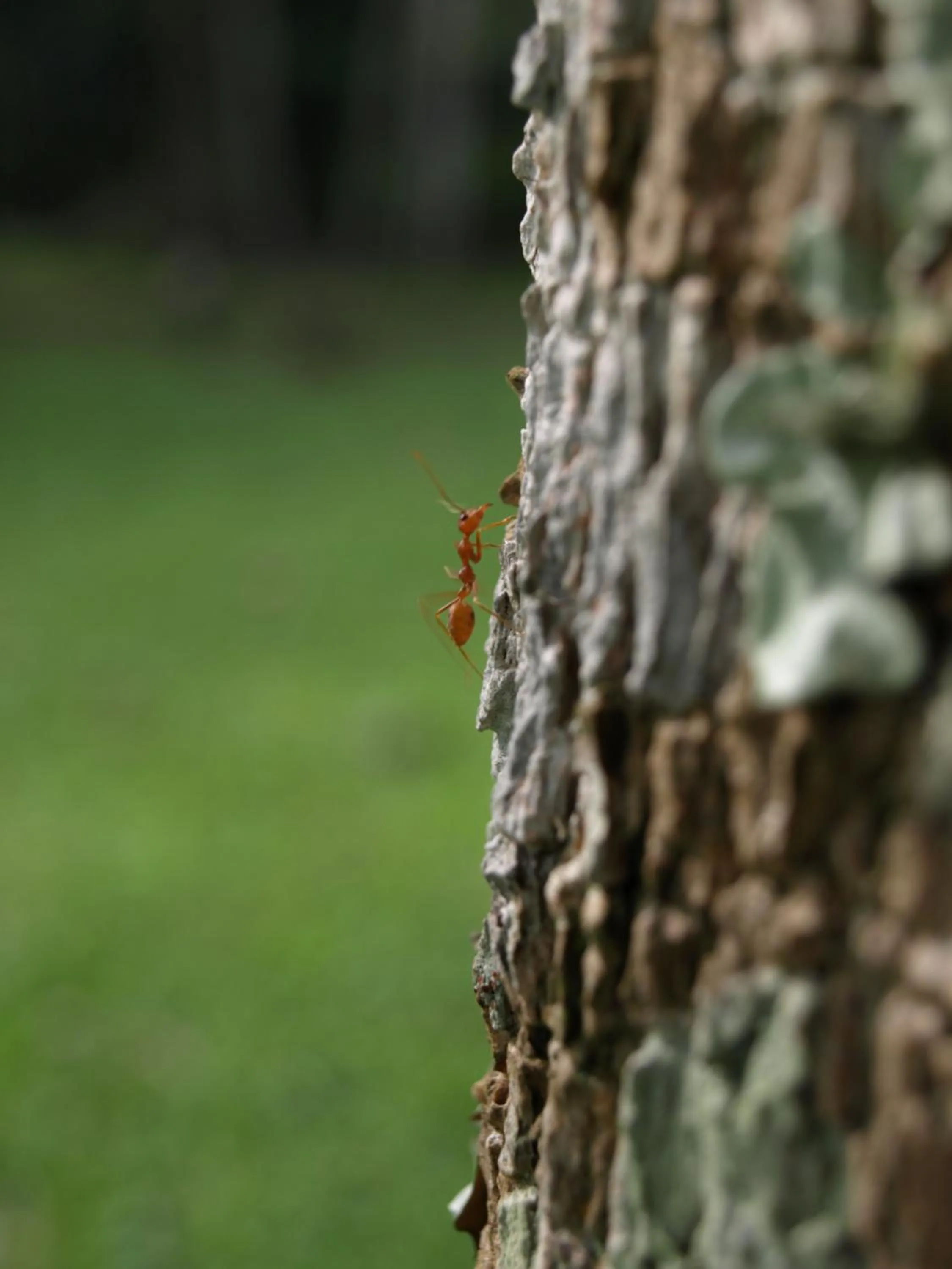 Garden in Villa Darakorn Hill Country House