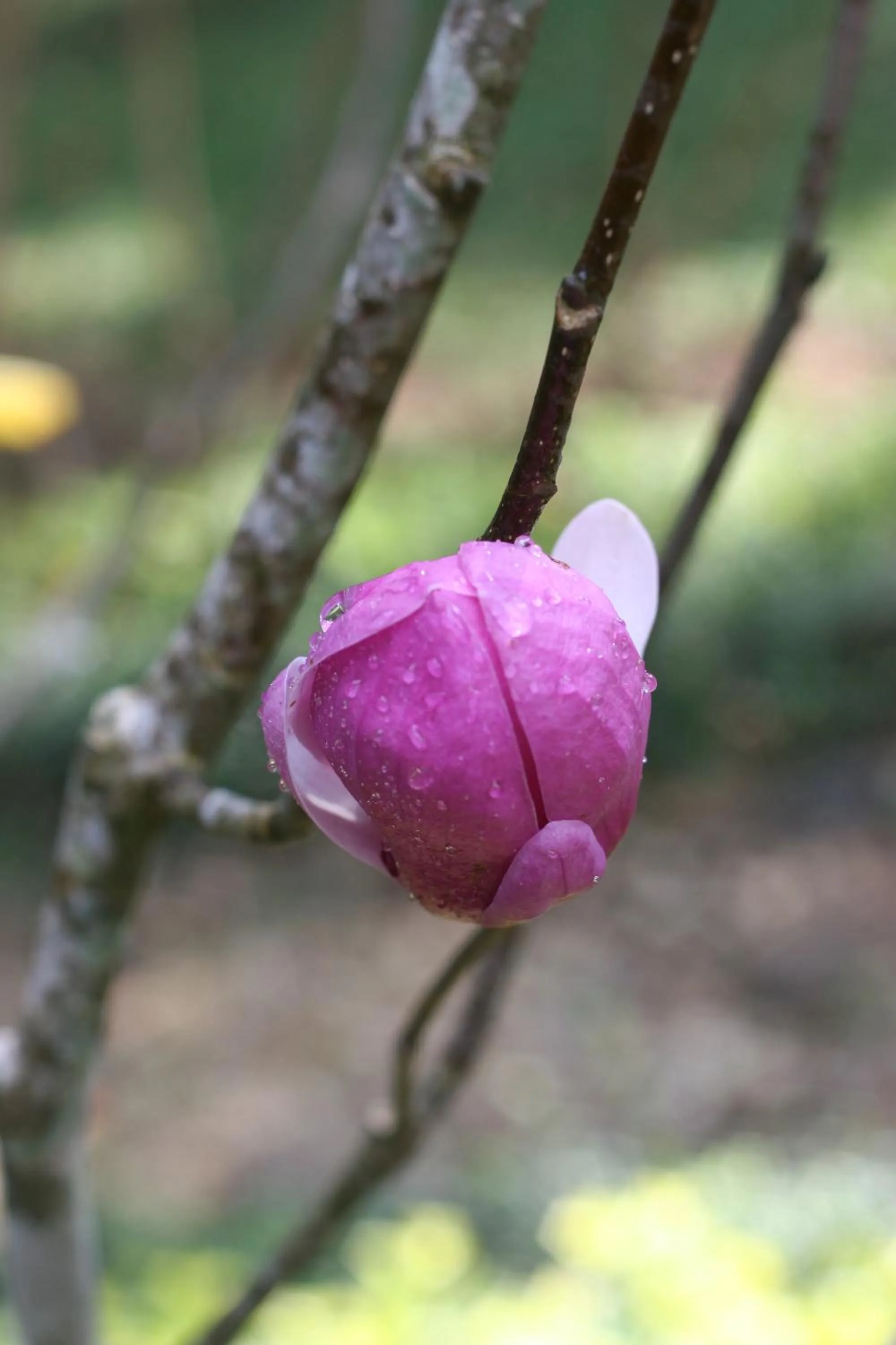 Garden in Villa Darakorn Hill Country House