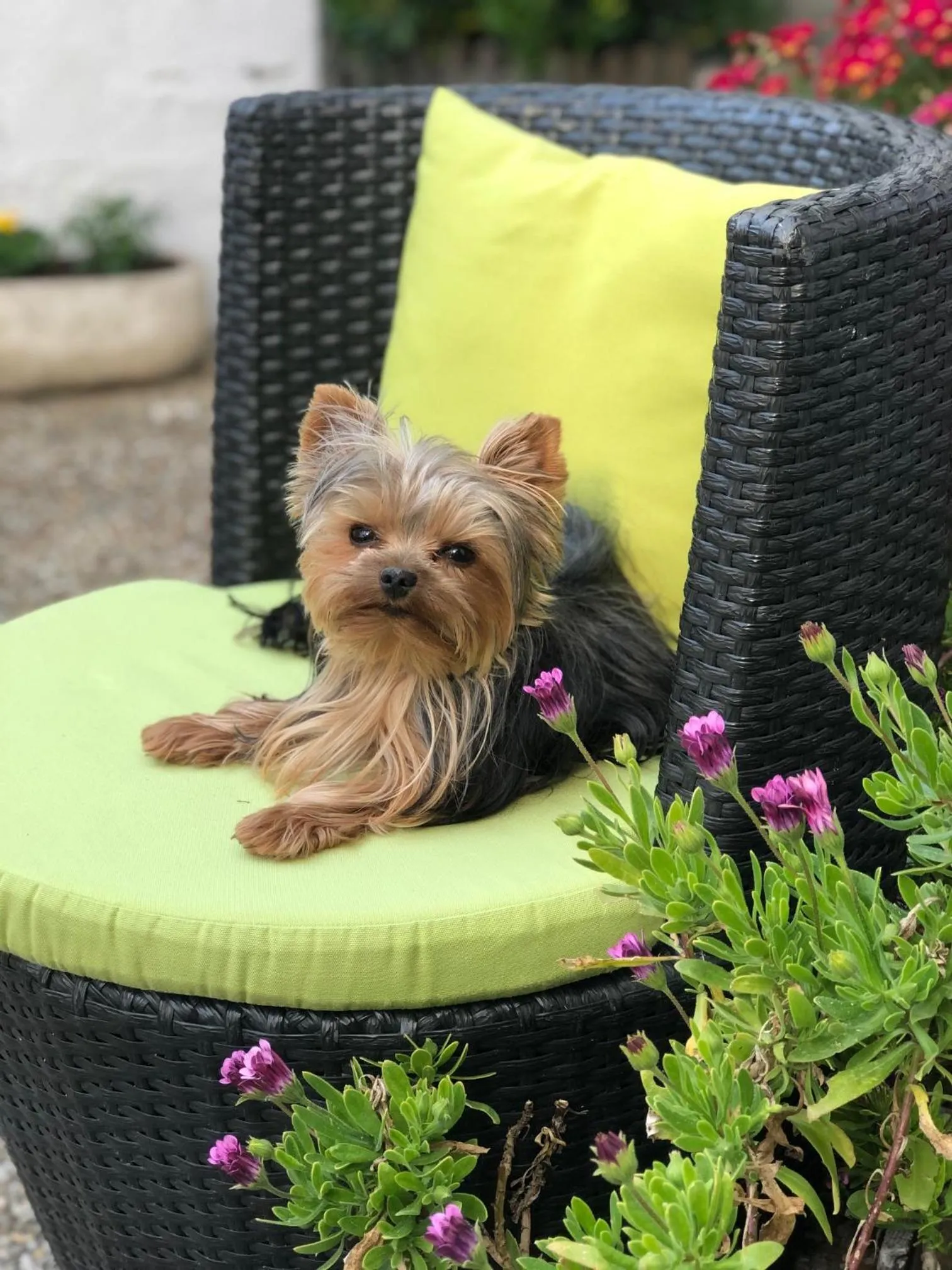 Animals in Hotel La Cote Oceane- Bureau- 250 m plage