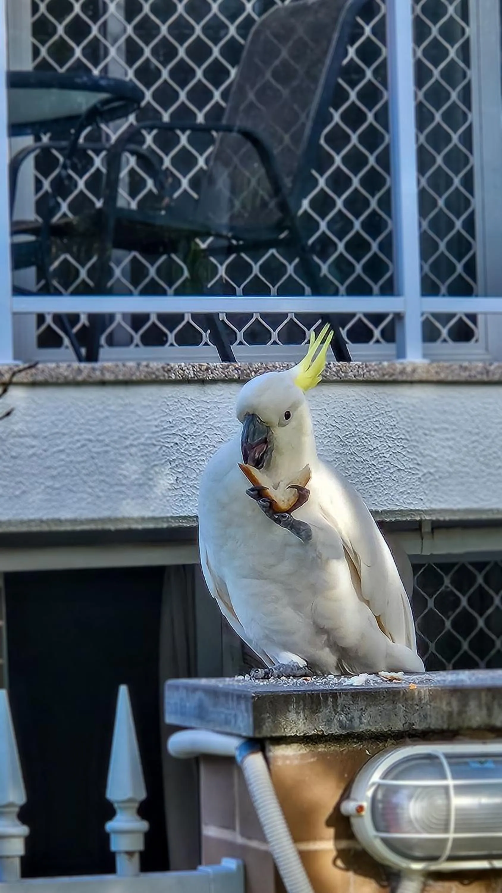 Balcony/Terrace in Copacabana Shores