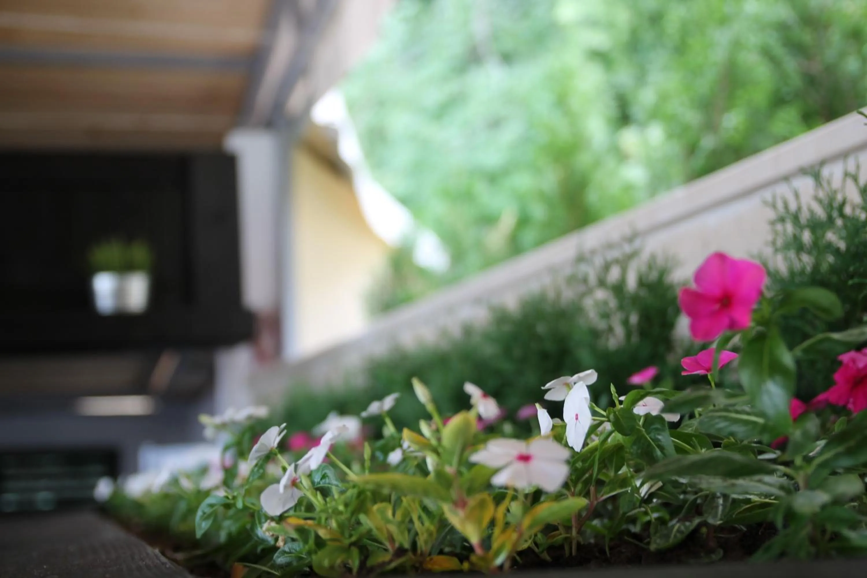 Restaurant/places to eat in Luna Beach Hotel - All Inclusive