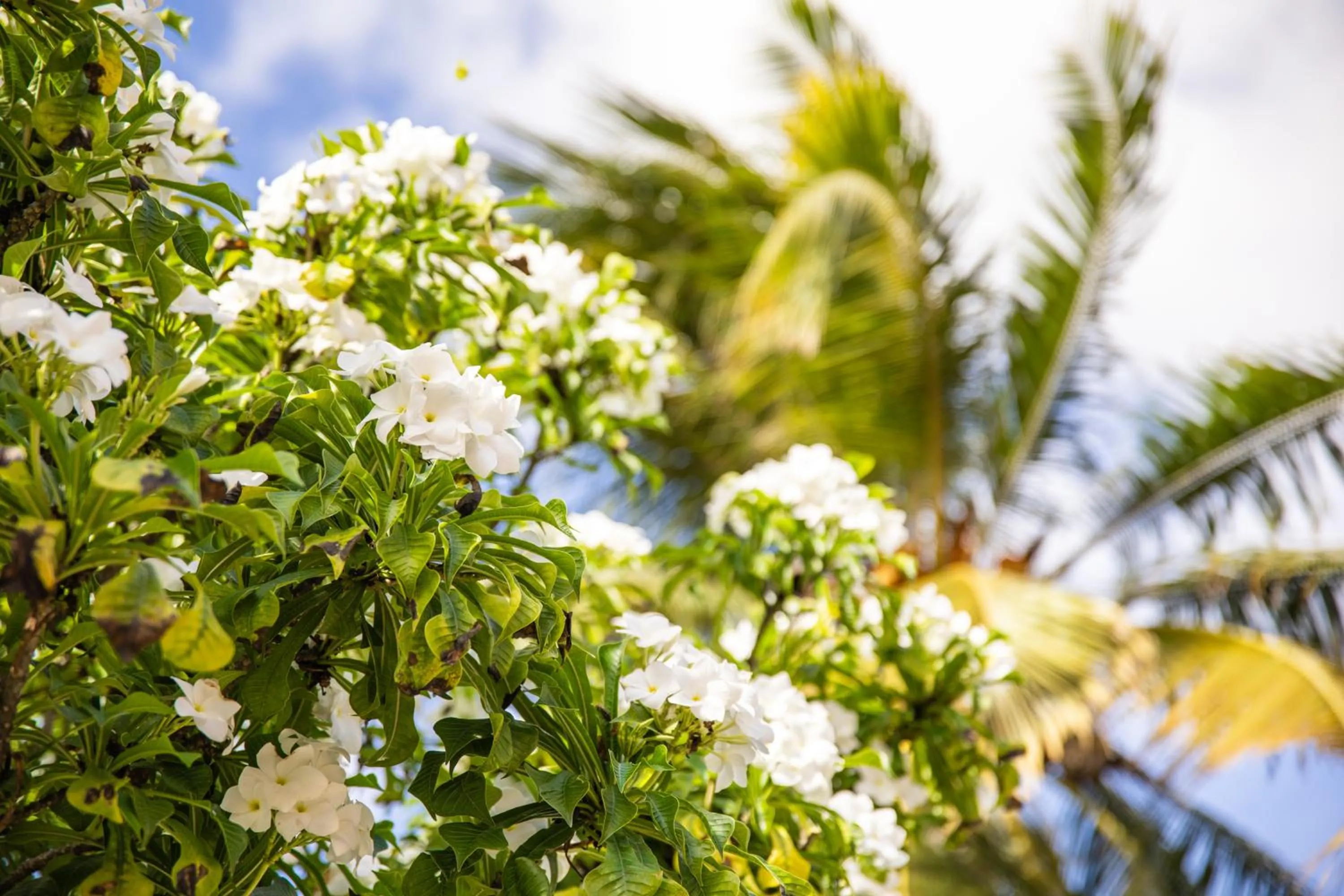 Garden in ABC Lodges Curacao