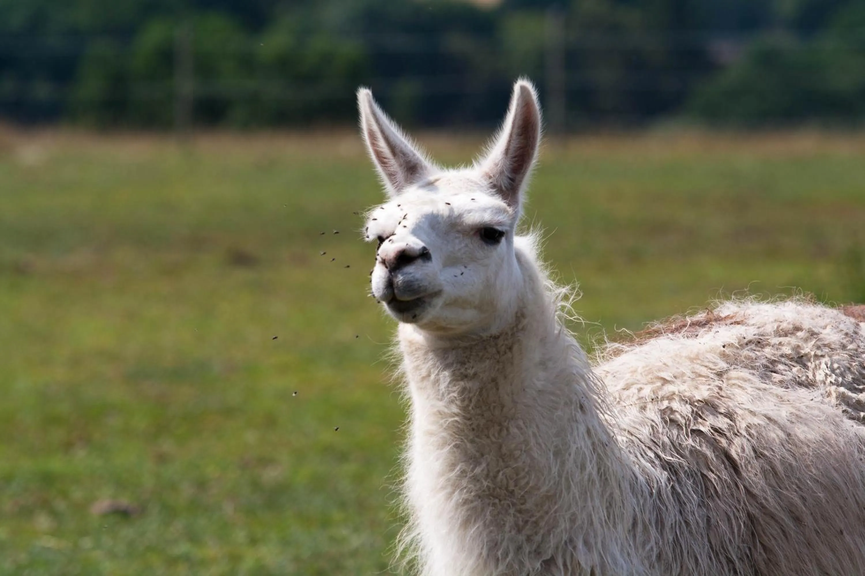 Garden in Hotel Resort Stein