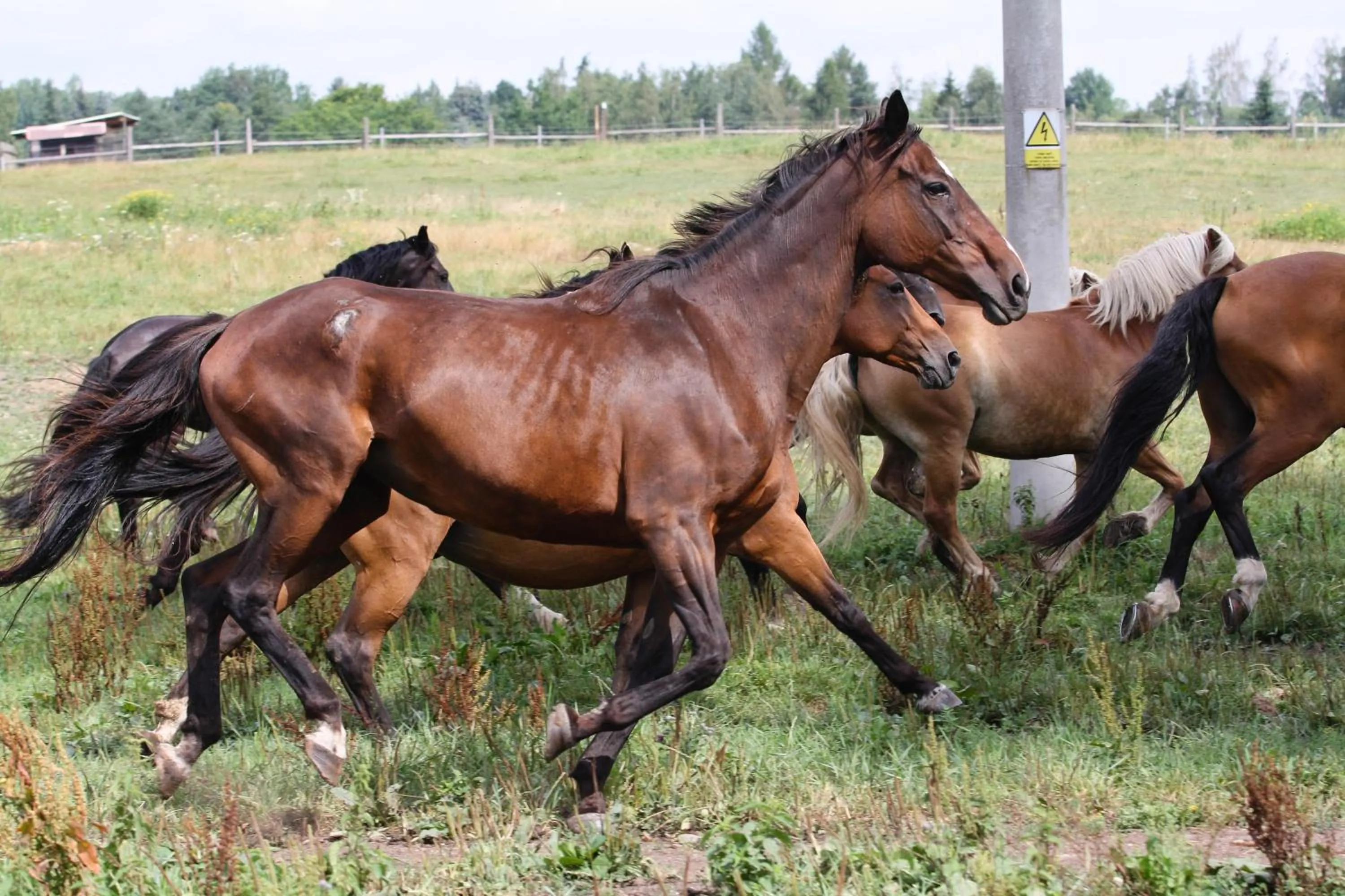Horse-riding in Hotel Resort Stein
