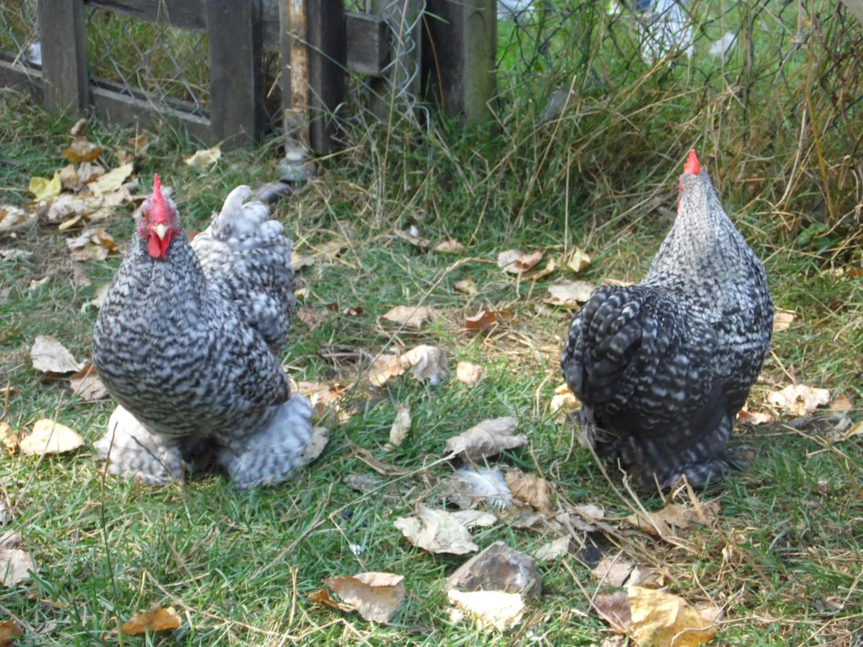 Pets in AU PARFUM DES LAVANDES