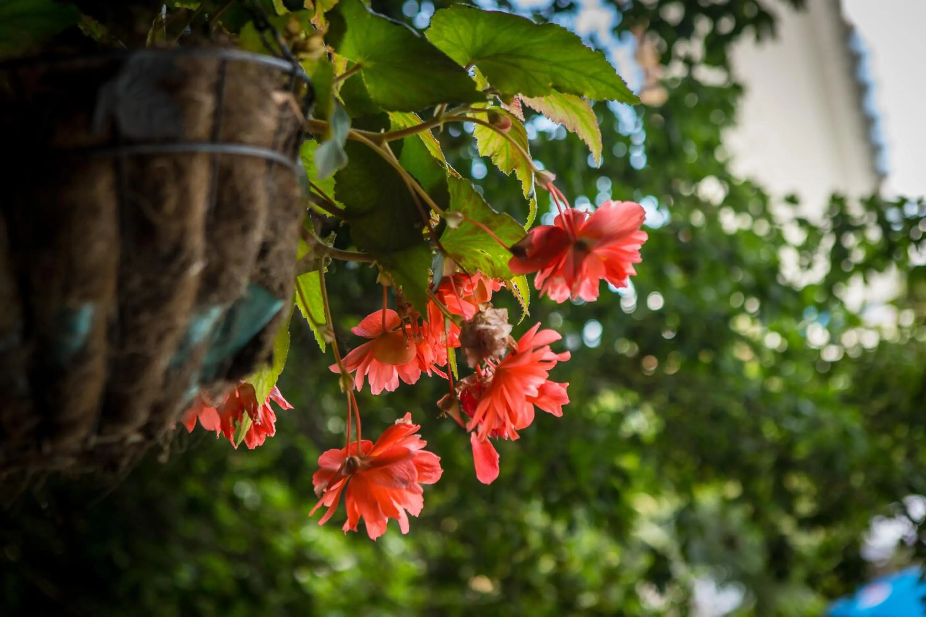 Balcony/Terrace in Park Hotel Perla