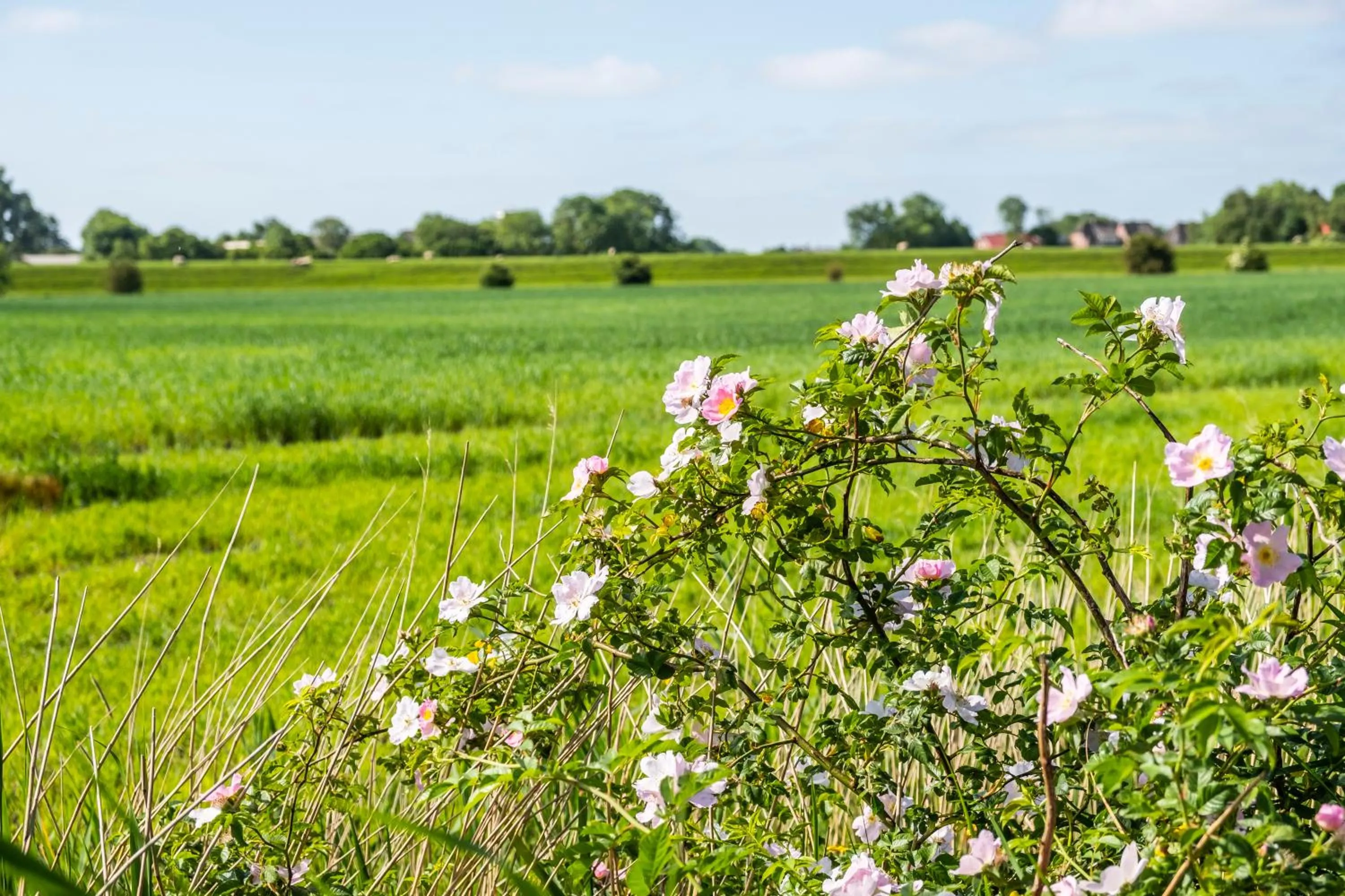 Area and facilities in Hotel, Restaurant, Café Pharisäerhof - Nordseeurlaub mit Hund