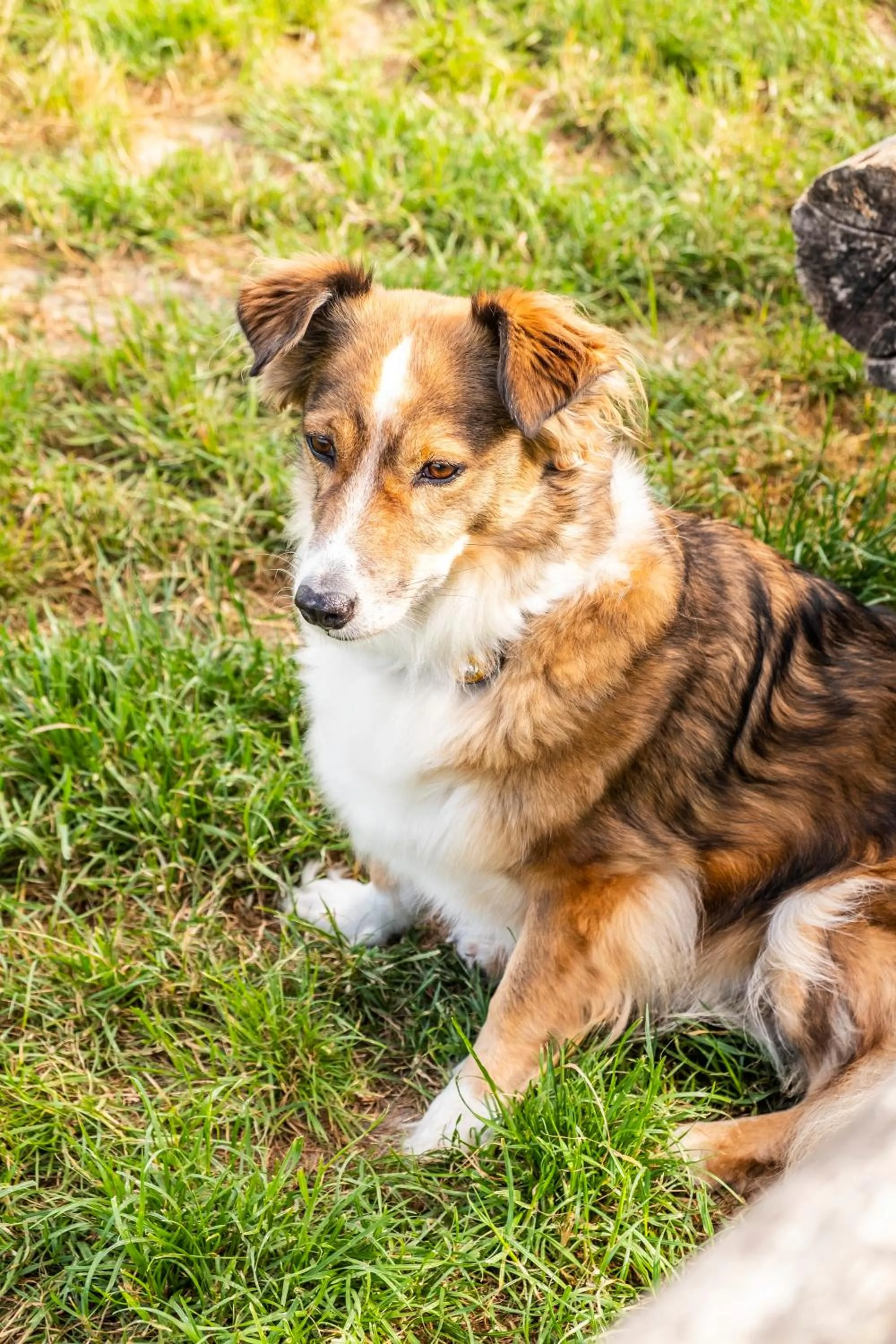 Pets in Hotel, Restaurant, Café Pharisäerhof - Nordseeurlaub mit Hund