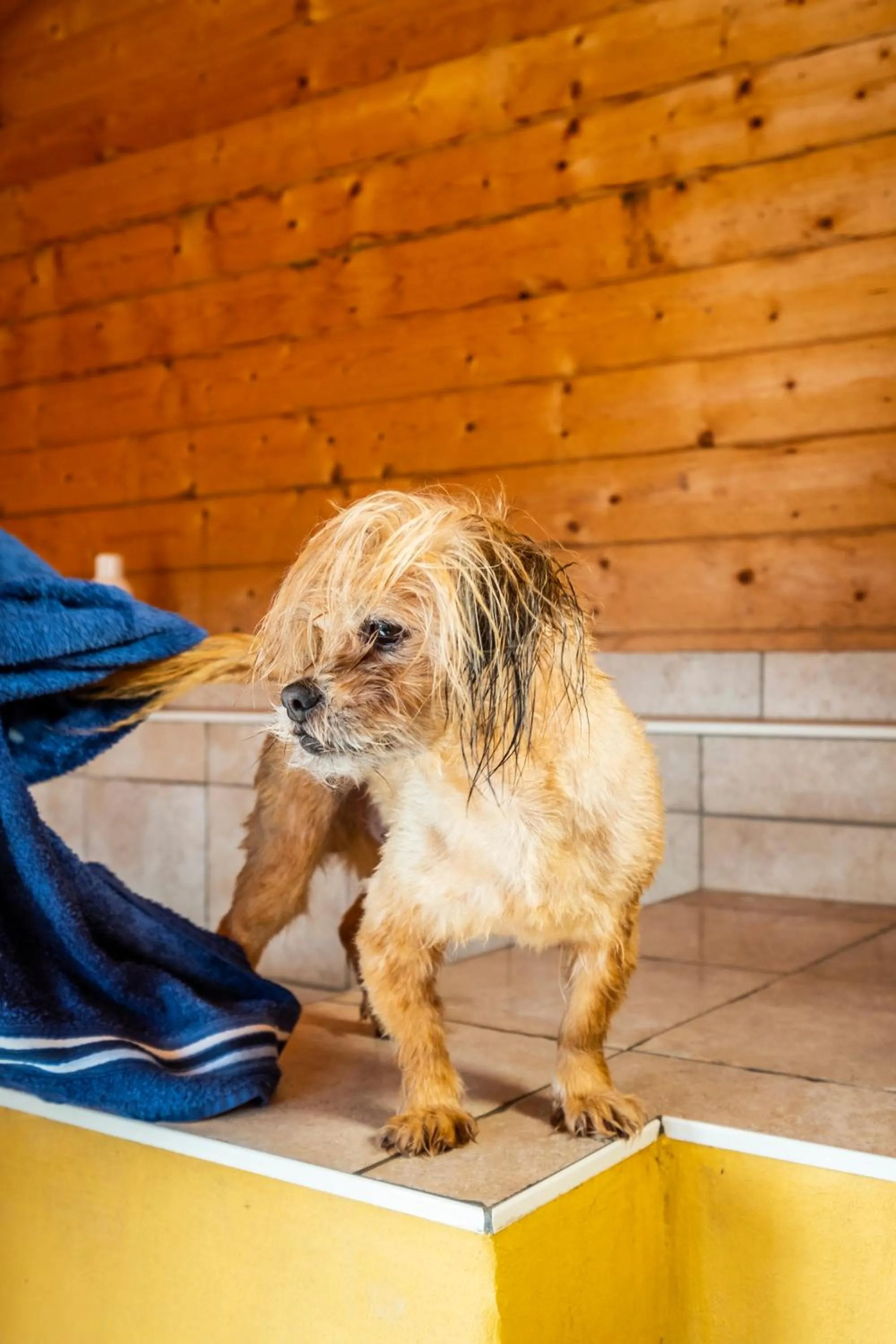Pets in Hotel, Restaurant, Café Pharisäerhof - Nordseeurlaub mit Hund
