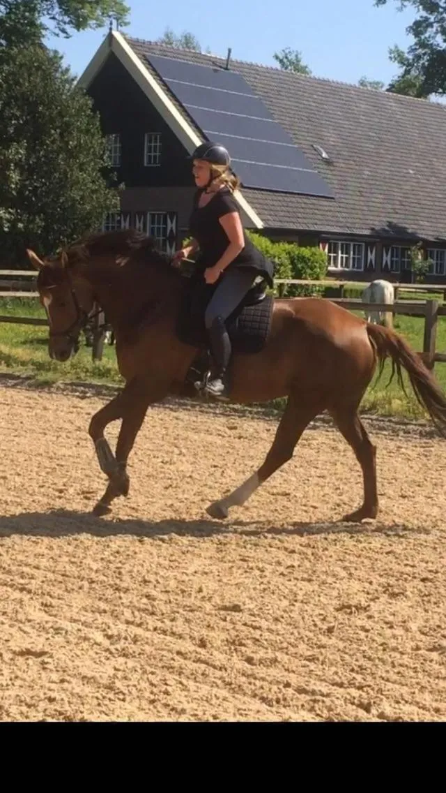 Horse-riding in Erve Het Roolvink Boerderij Appartementen 40-50 M2
