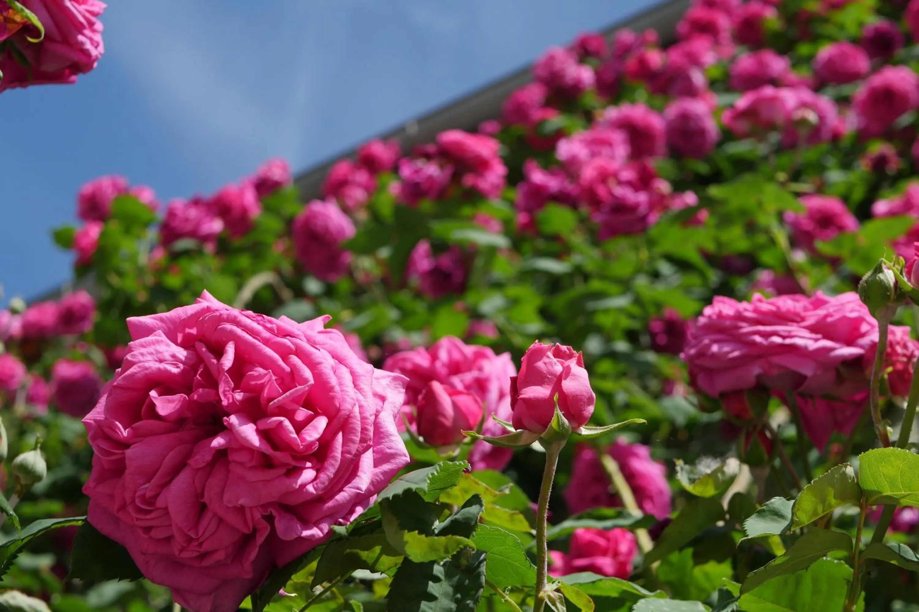 Property building in Chambres d'Hôtes Secret Pyrenées