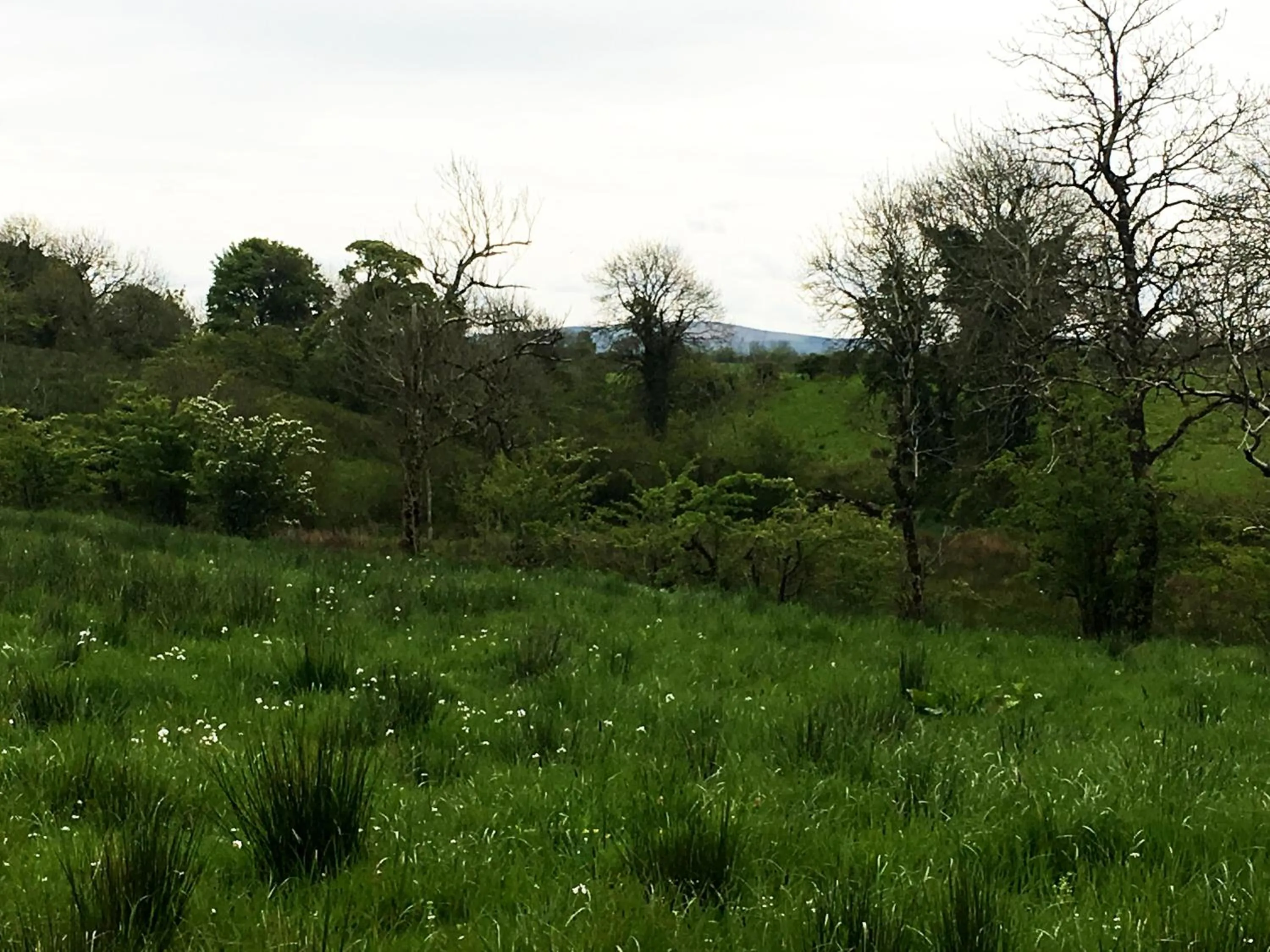 Natural landscape in Ferney House