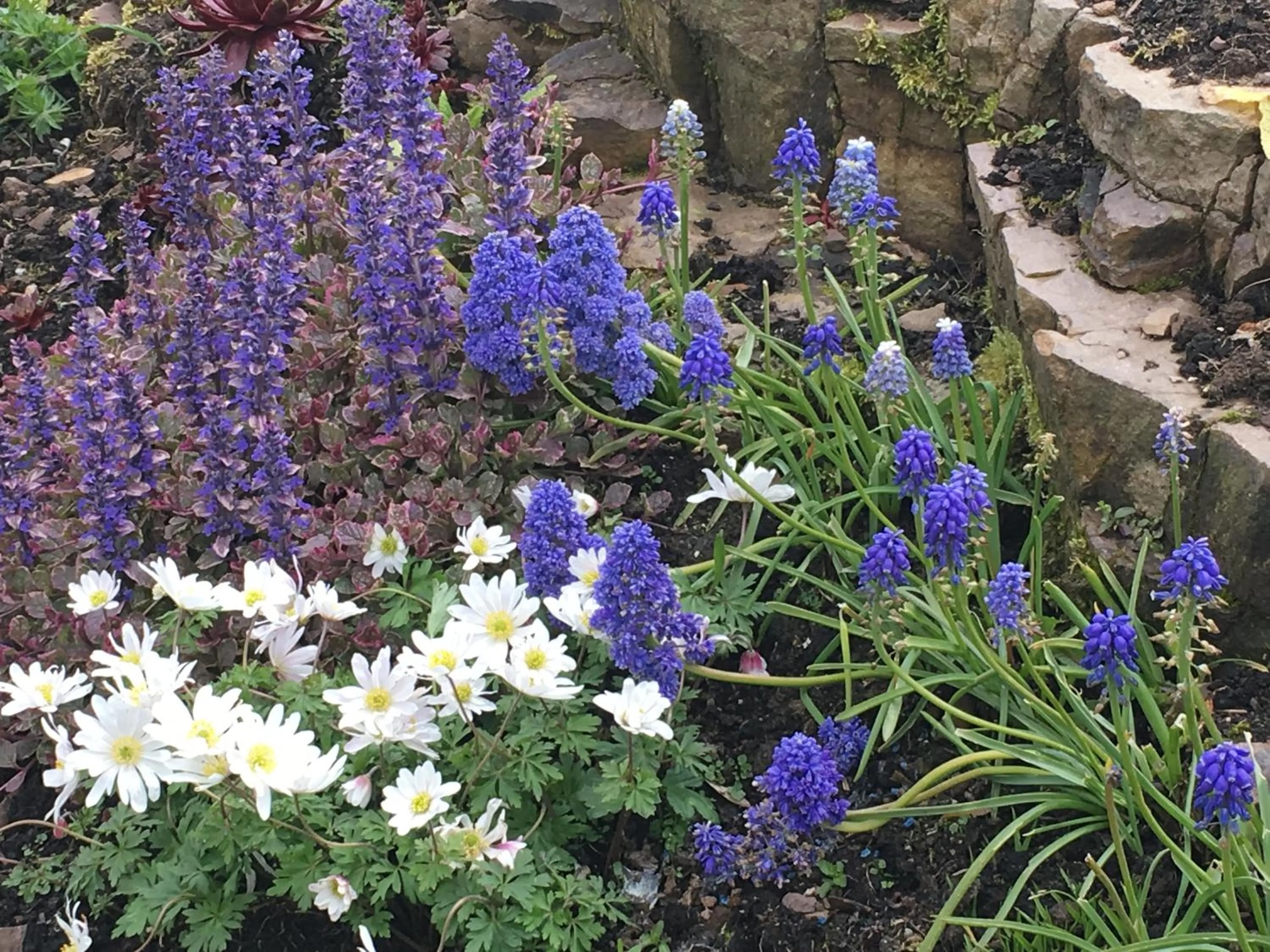 Garden in Ferney House