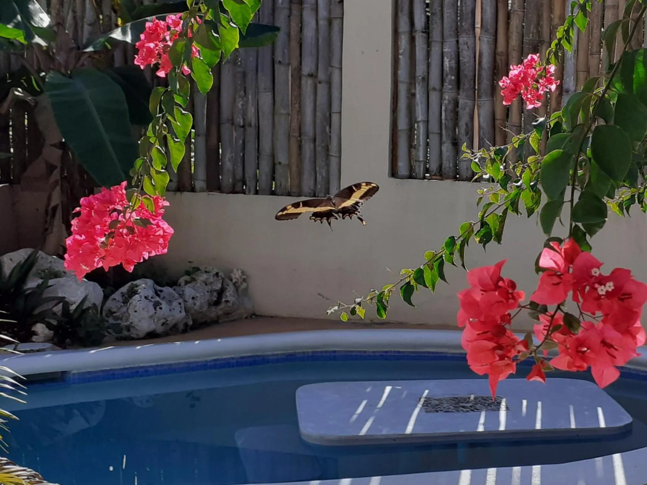Swimming pool in Ltu Garden