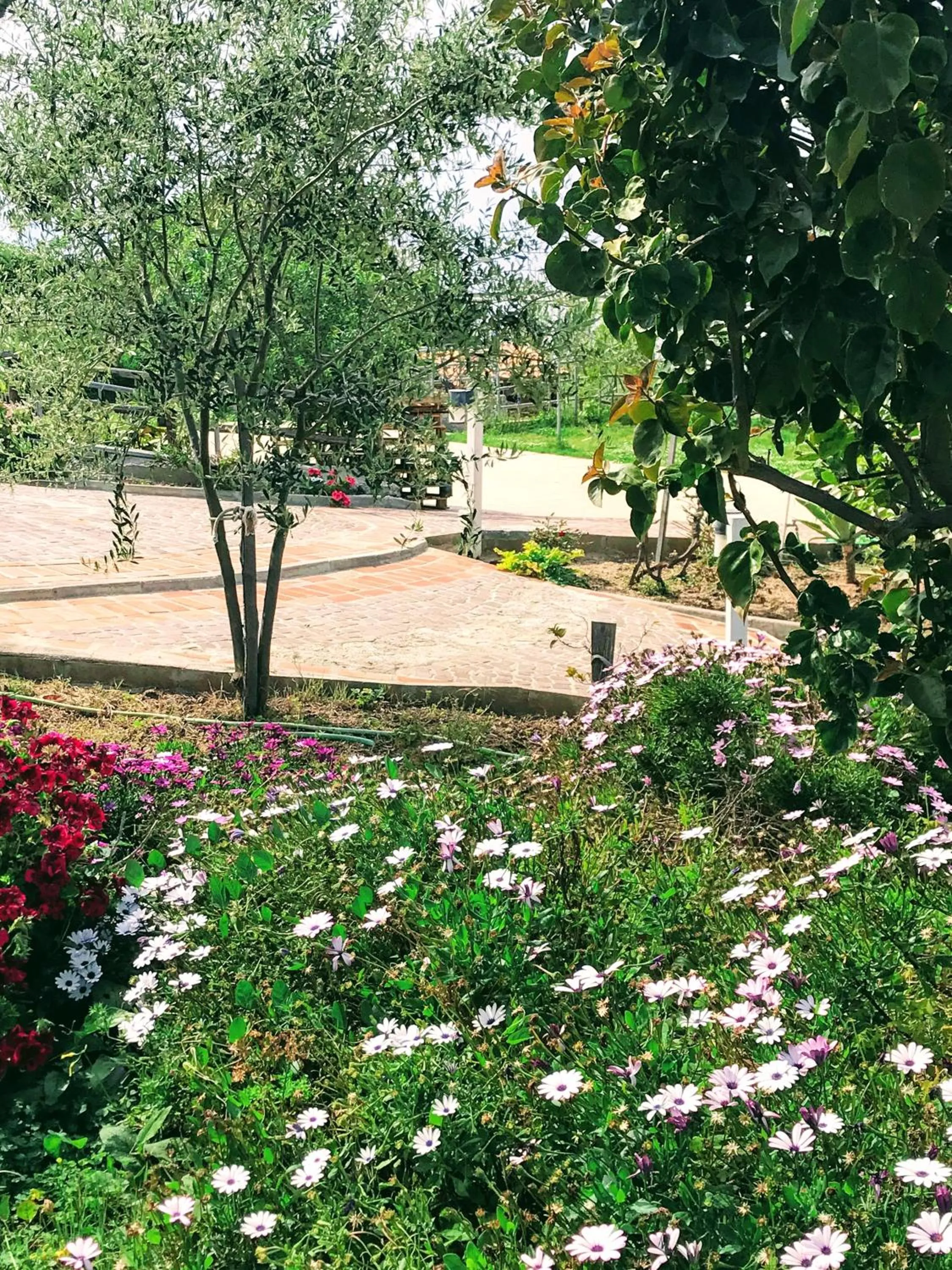 Garden in Appartamenti Pousada Michelino