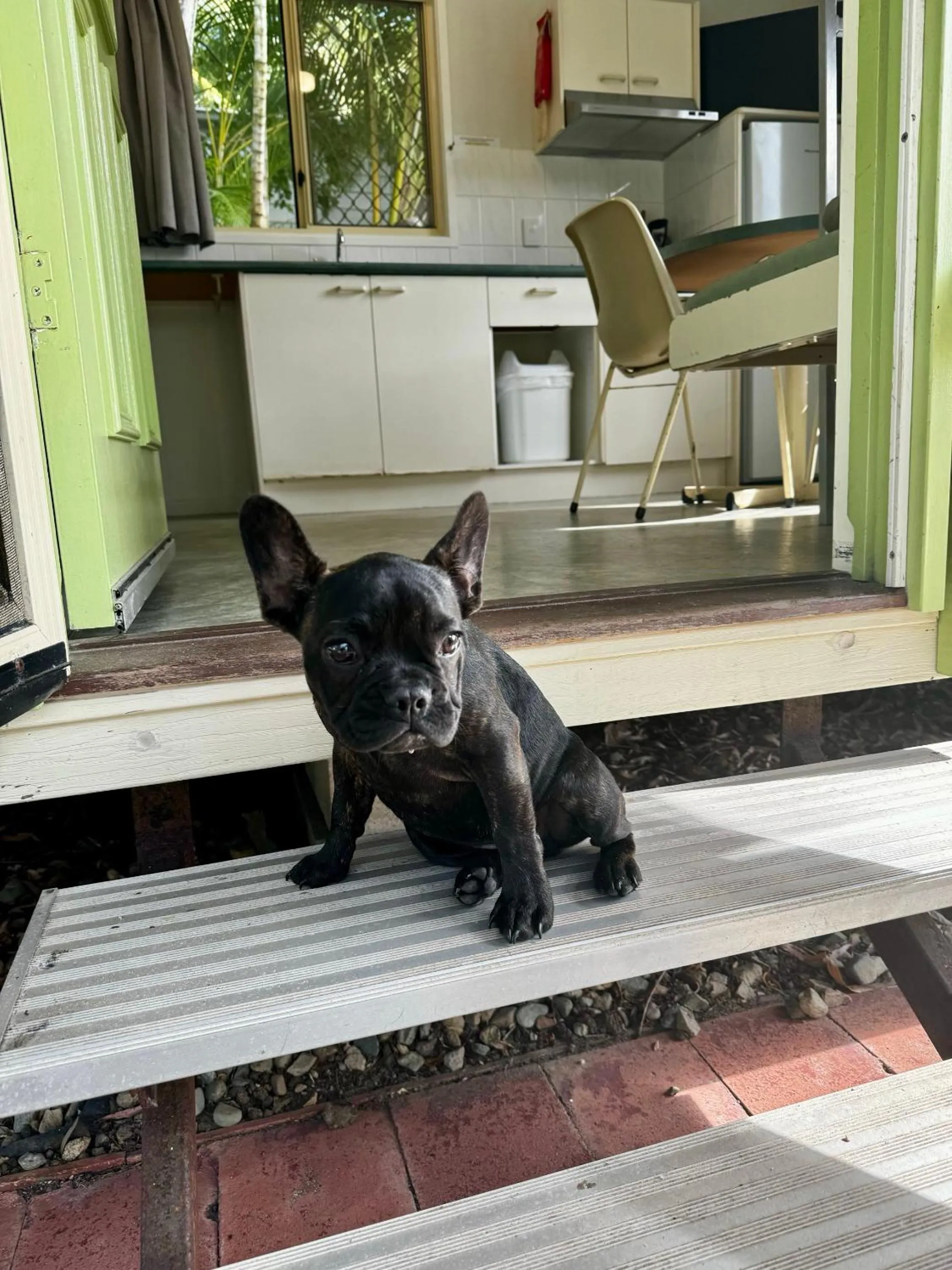 Pets in Kipara Tropical Rainforest Retreat