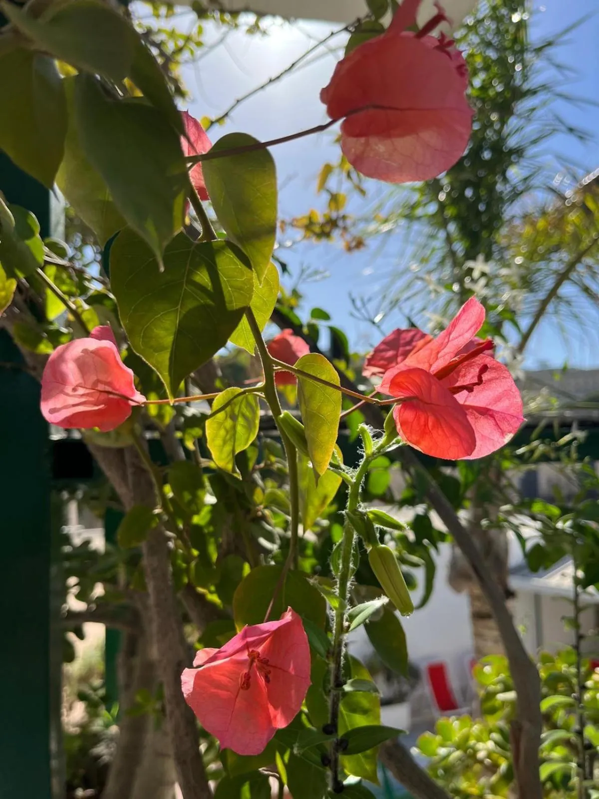 Balcony/Terrace in Hotel la Maggioressa