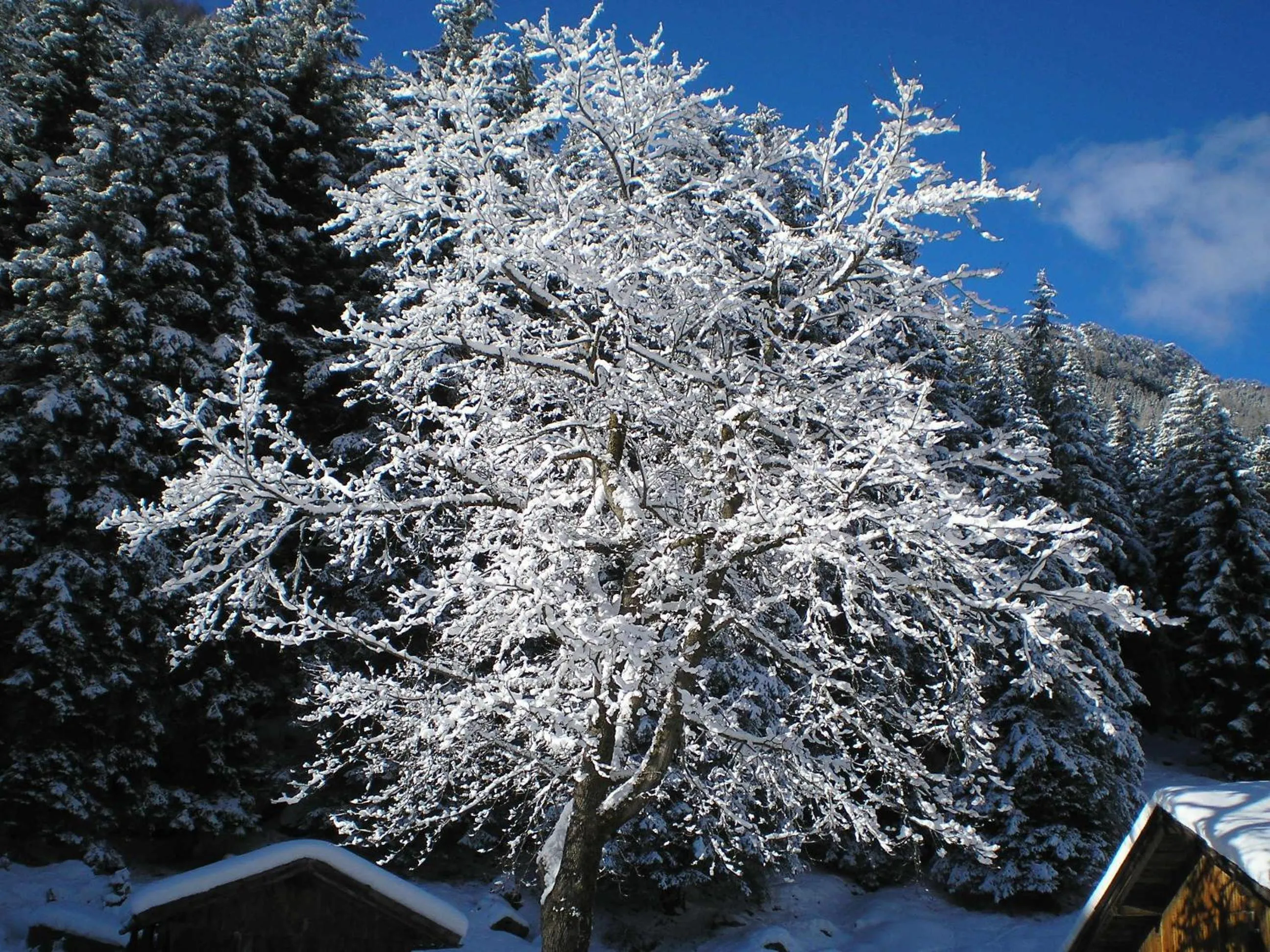 Winter in Haus Bödele