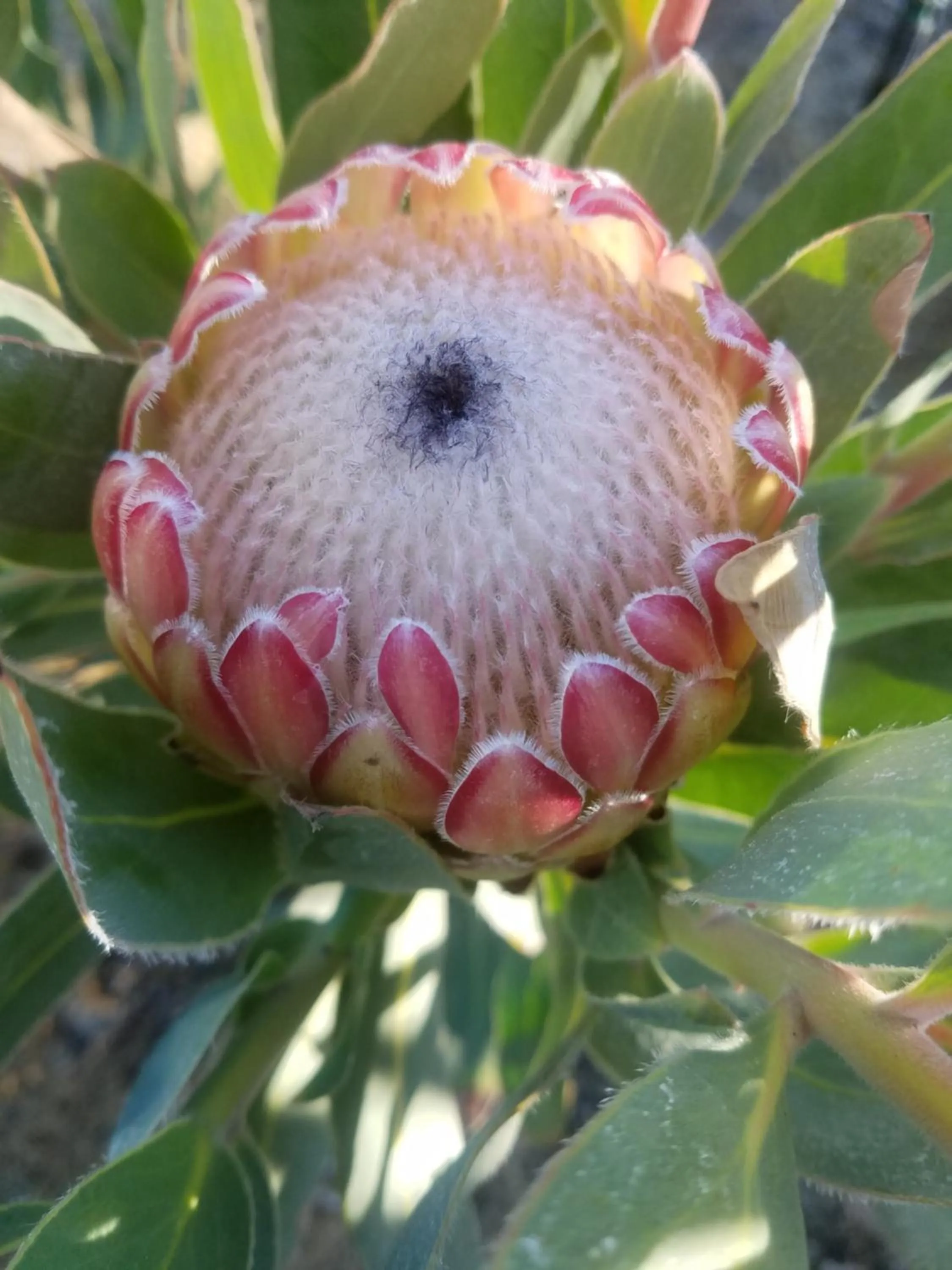 Property building in Linda se Dop