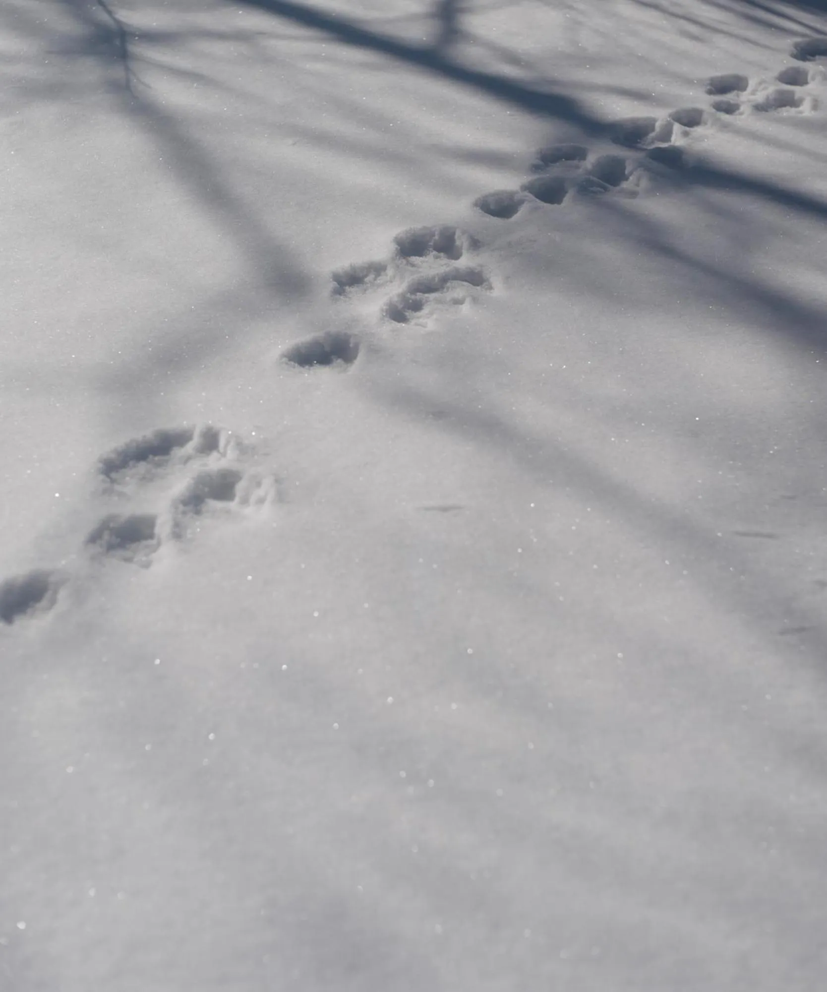 Winter in Andaru Collection Niseko