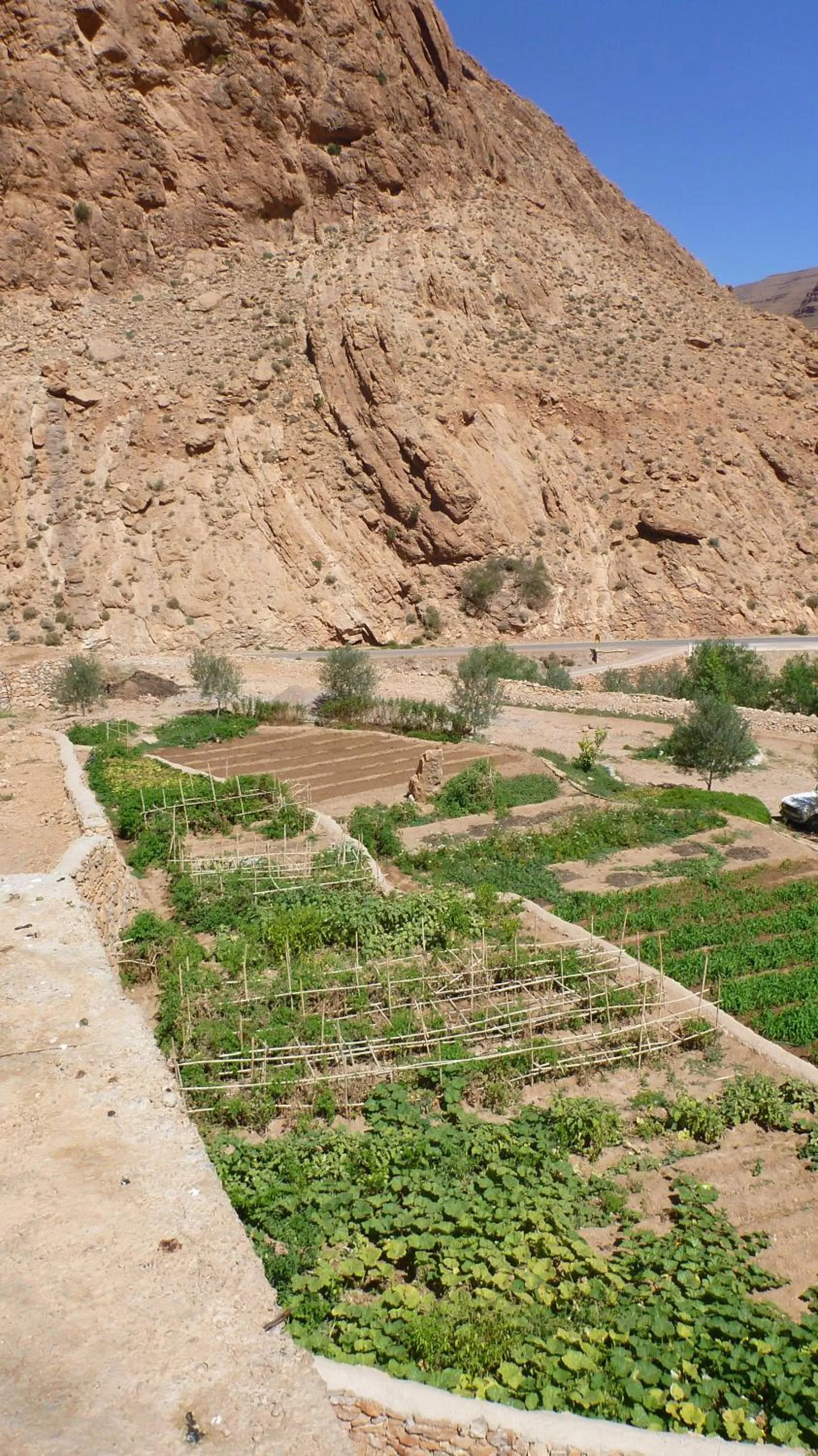 Garden in Auberge Le Festival Todra Gorge