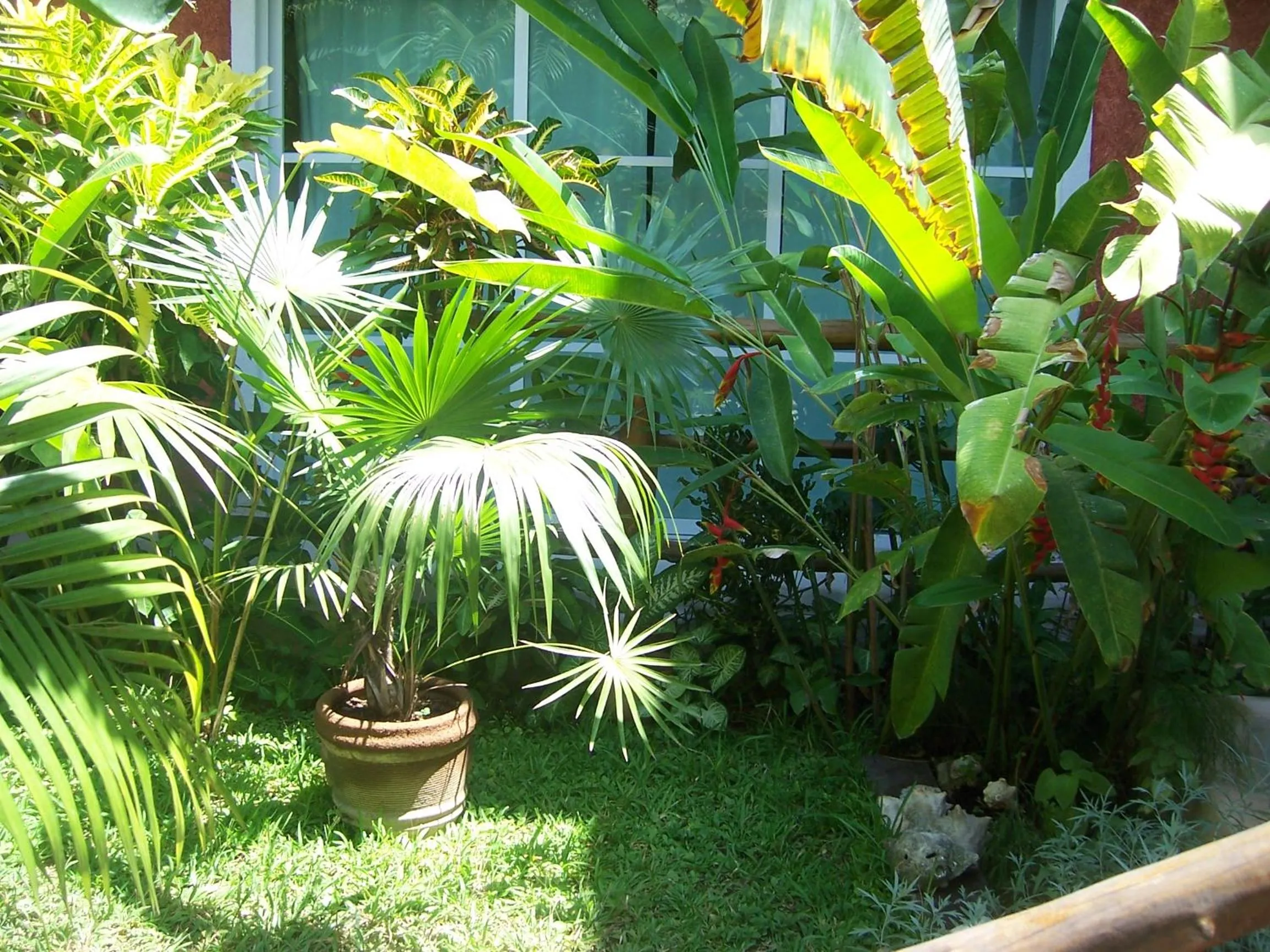 Garden in Elements of the Island
