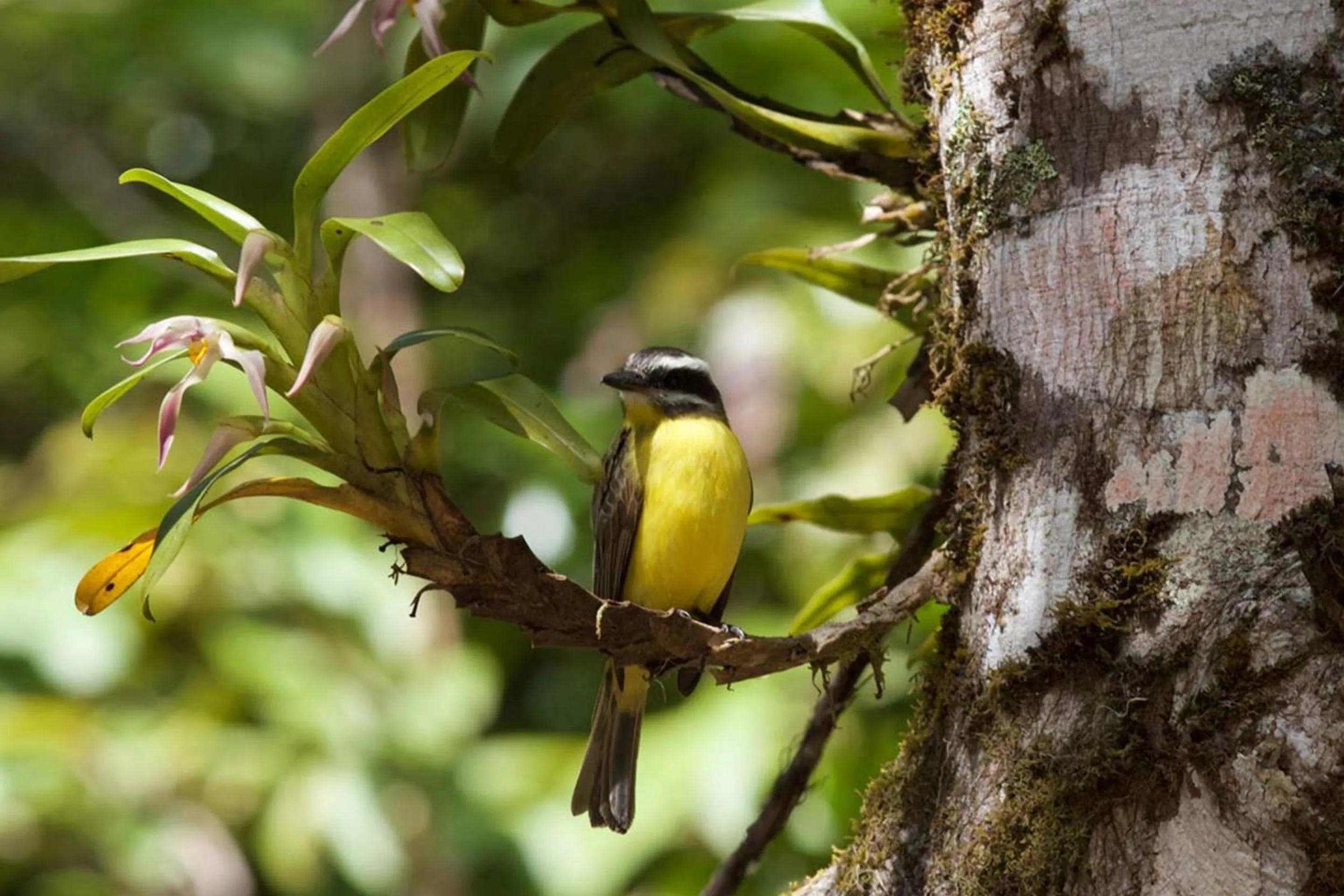 Animals in Monteverde Lodge