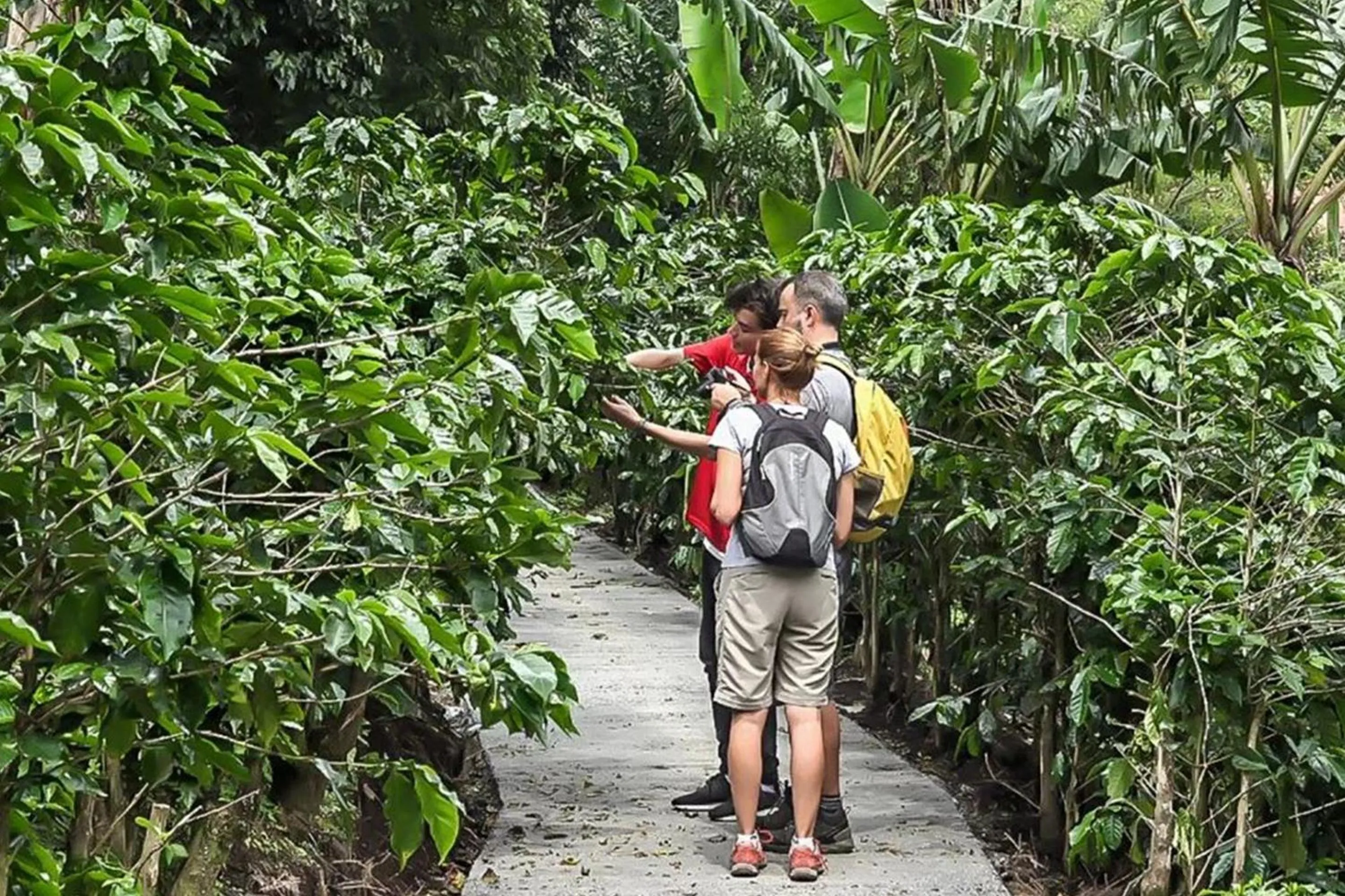 Natural landscape in Monteverde Lodge
