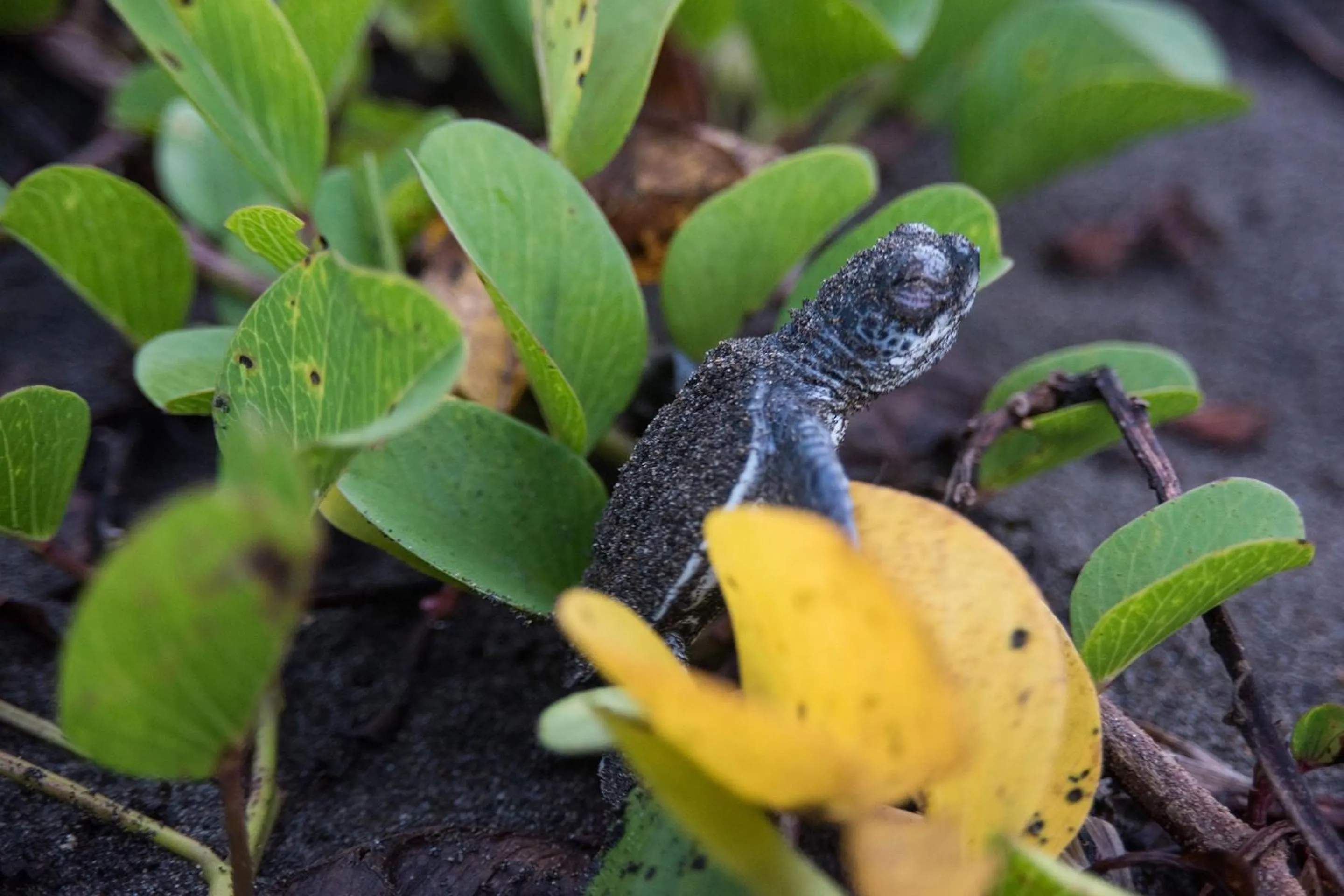 Animals in Tortuga Lodge