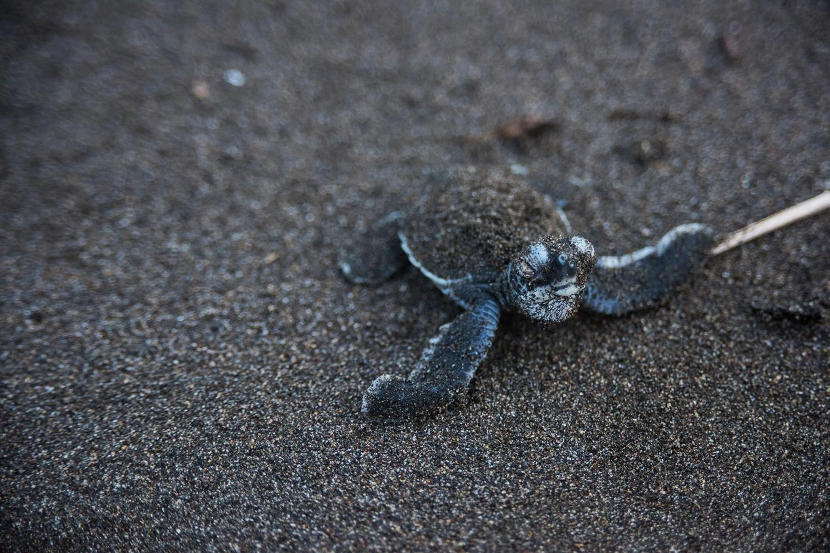 Animals in Tortuga Lodge