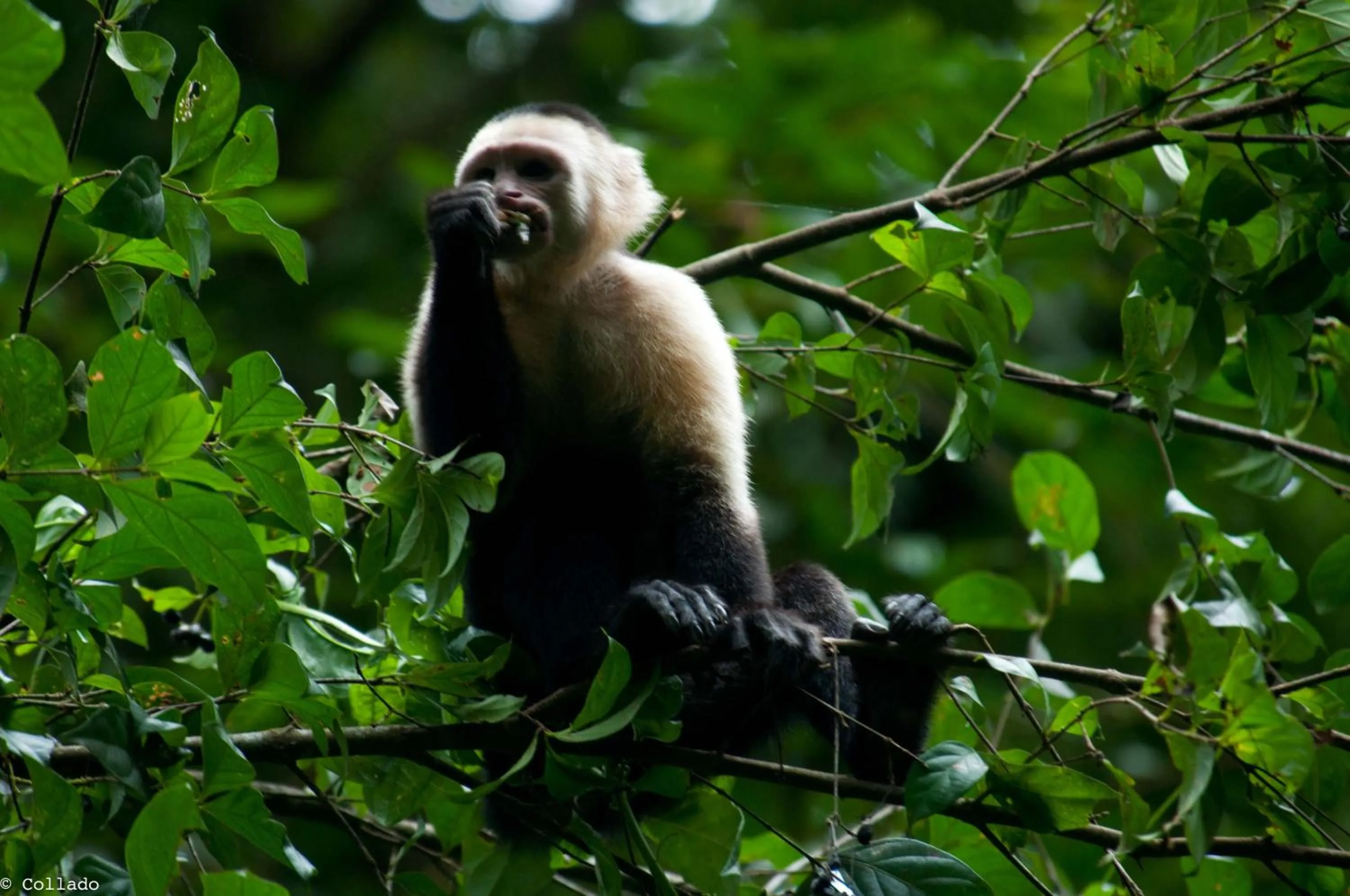 Other in Tortuga Lodge